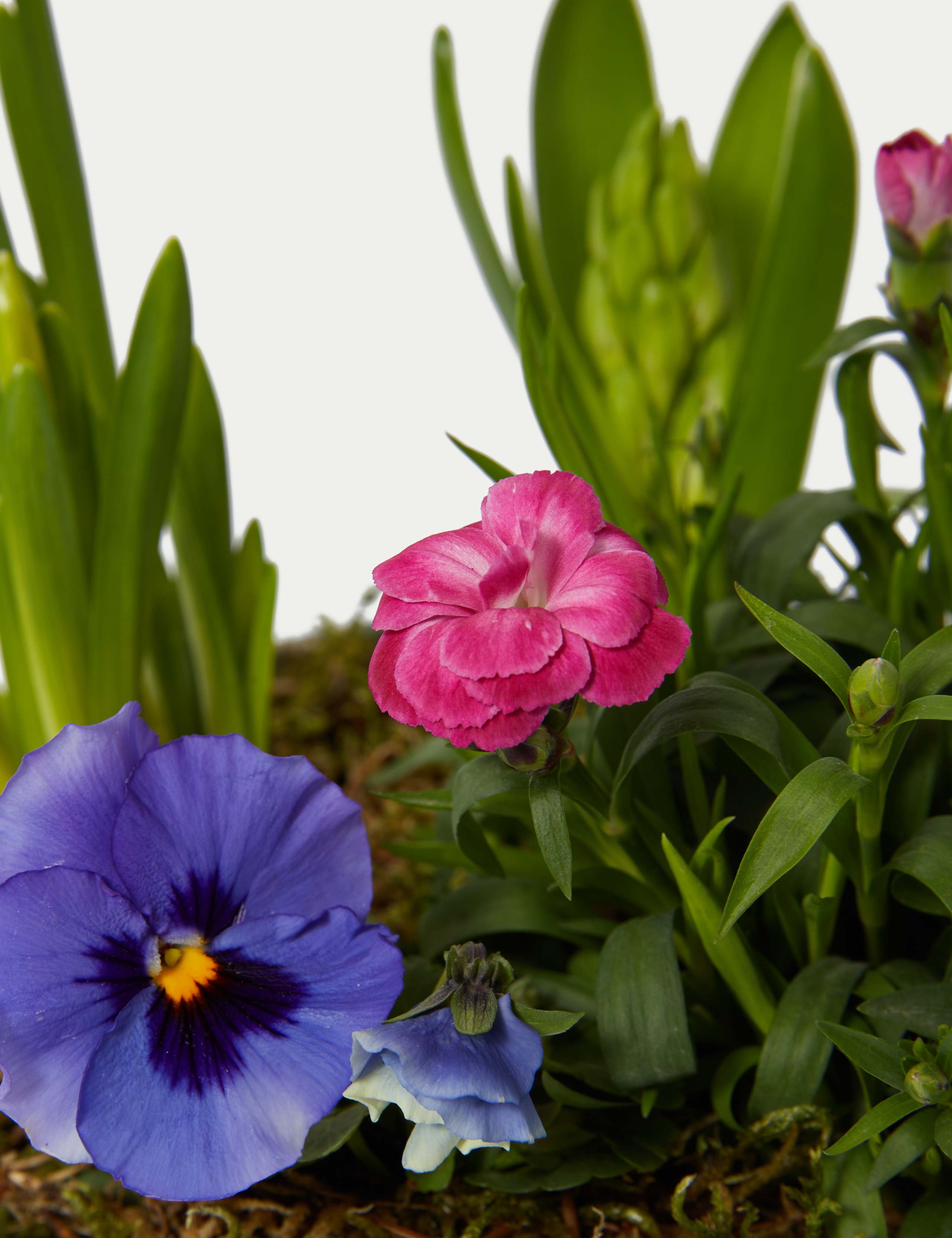 Mum's Flowering Planter 3 of 3