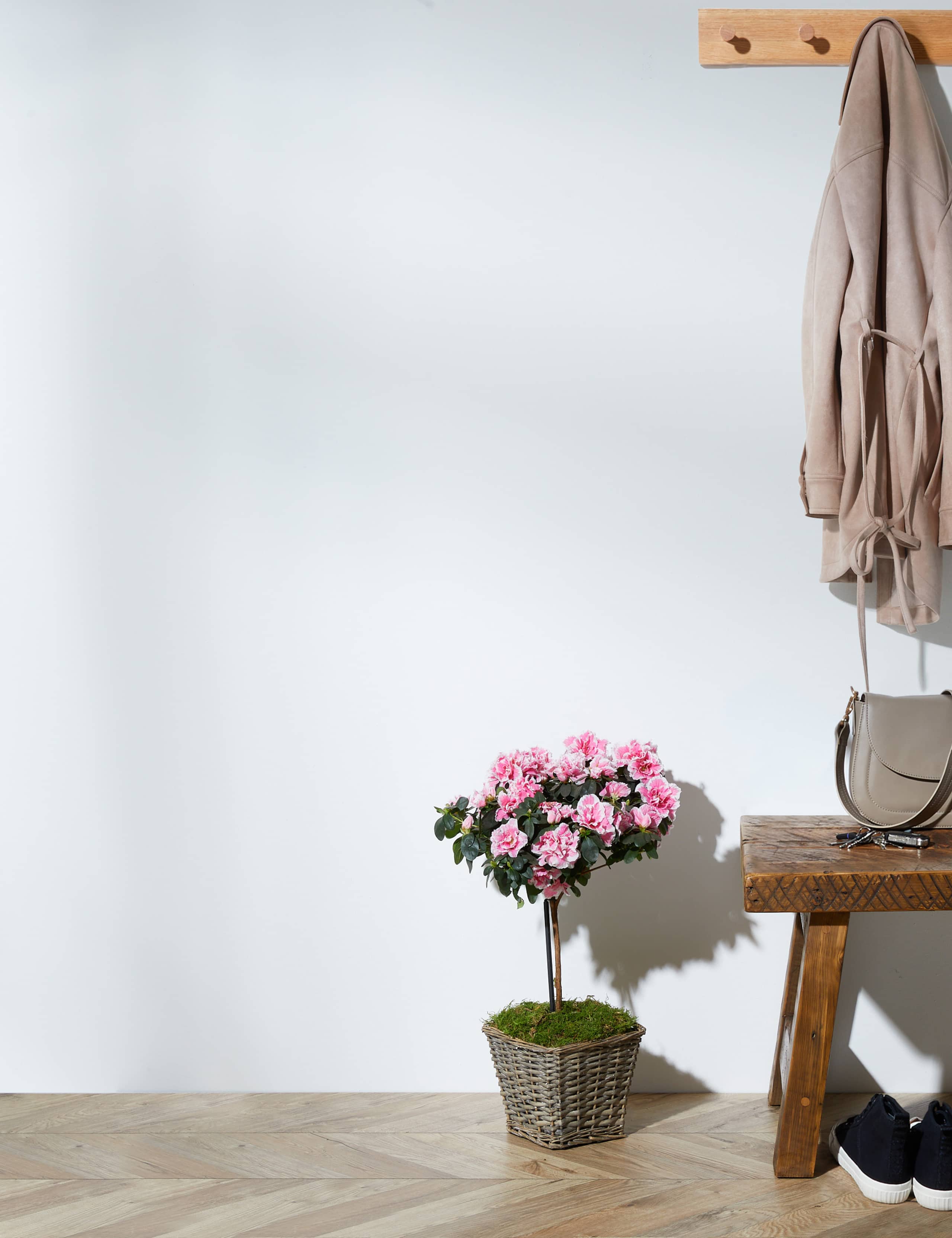 Mum's Azalea Tree 1 of 6