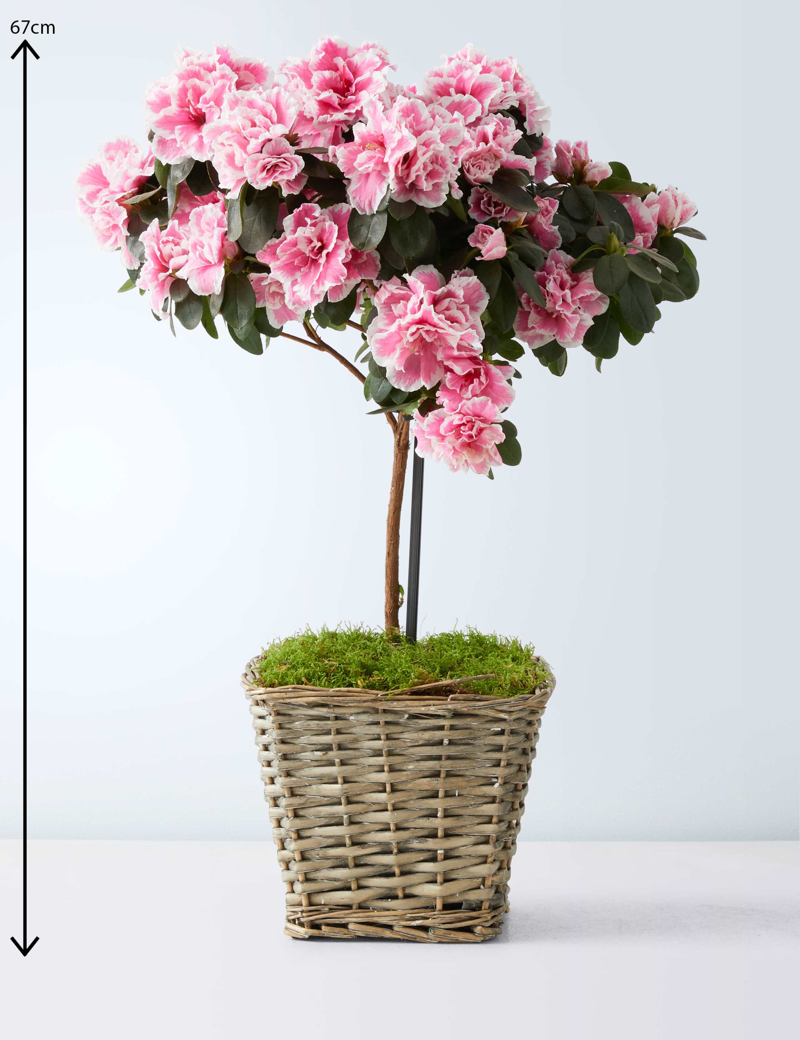 Mum's Azalea Tree 3 of 6