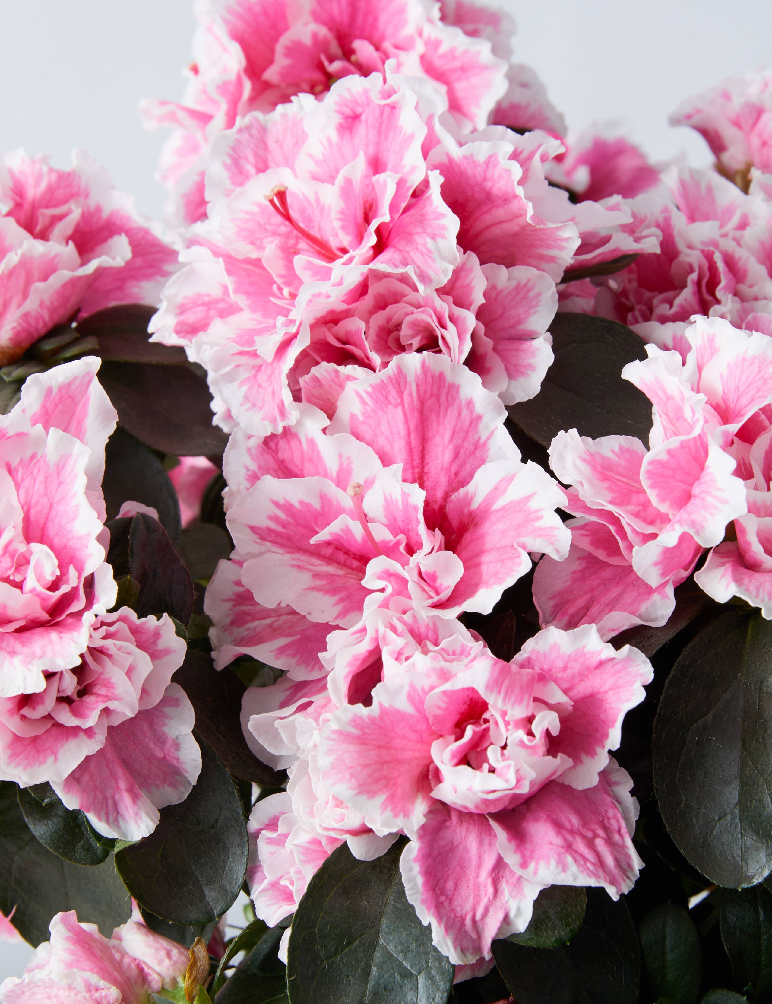 Mum's Azalea Tree 4 of 6