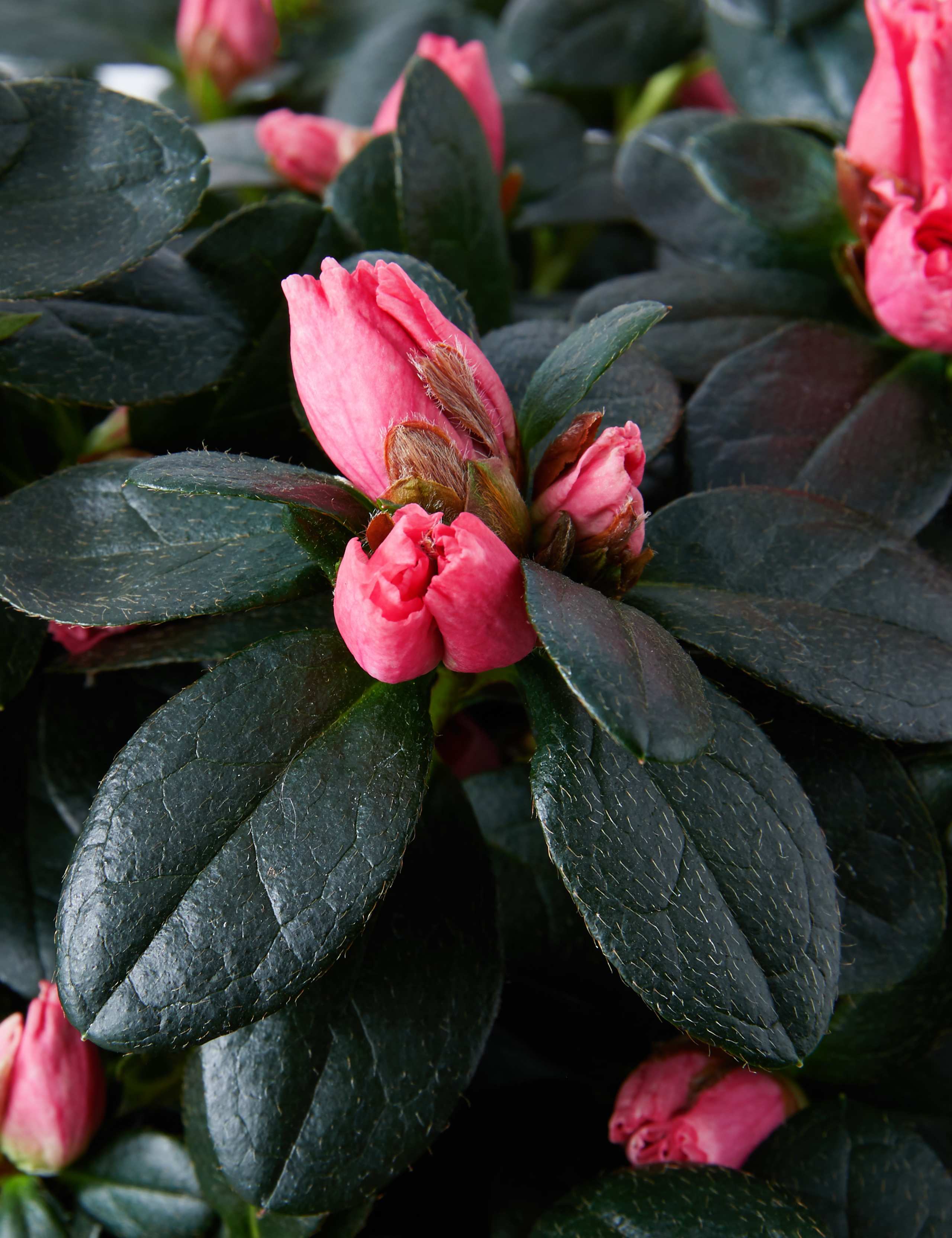 Mum's Azalea Tree 5 of 6