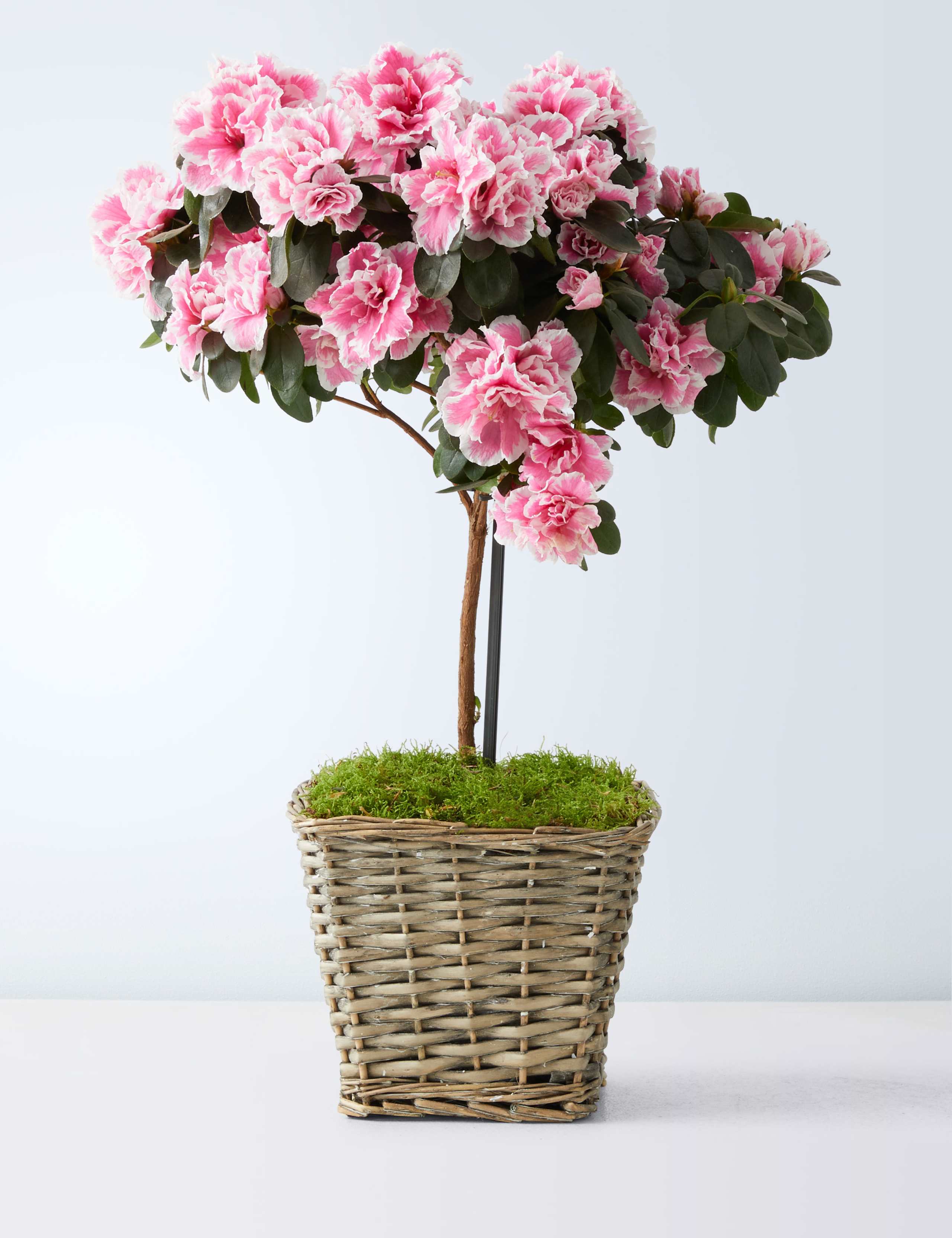 Mum's Azalea Tree 2 of 6