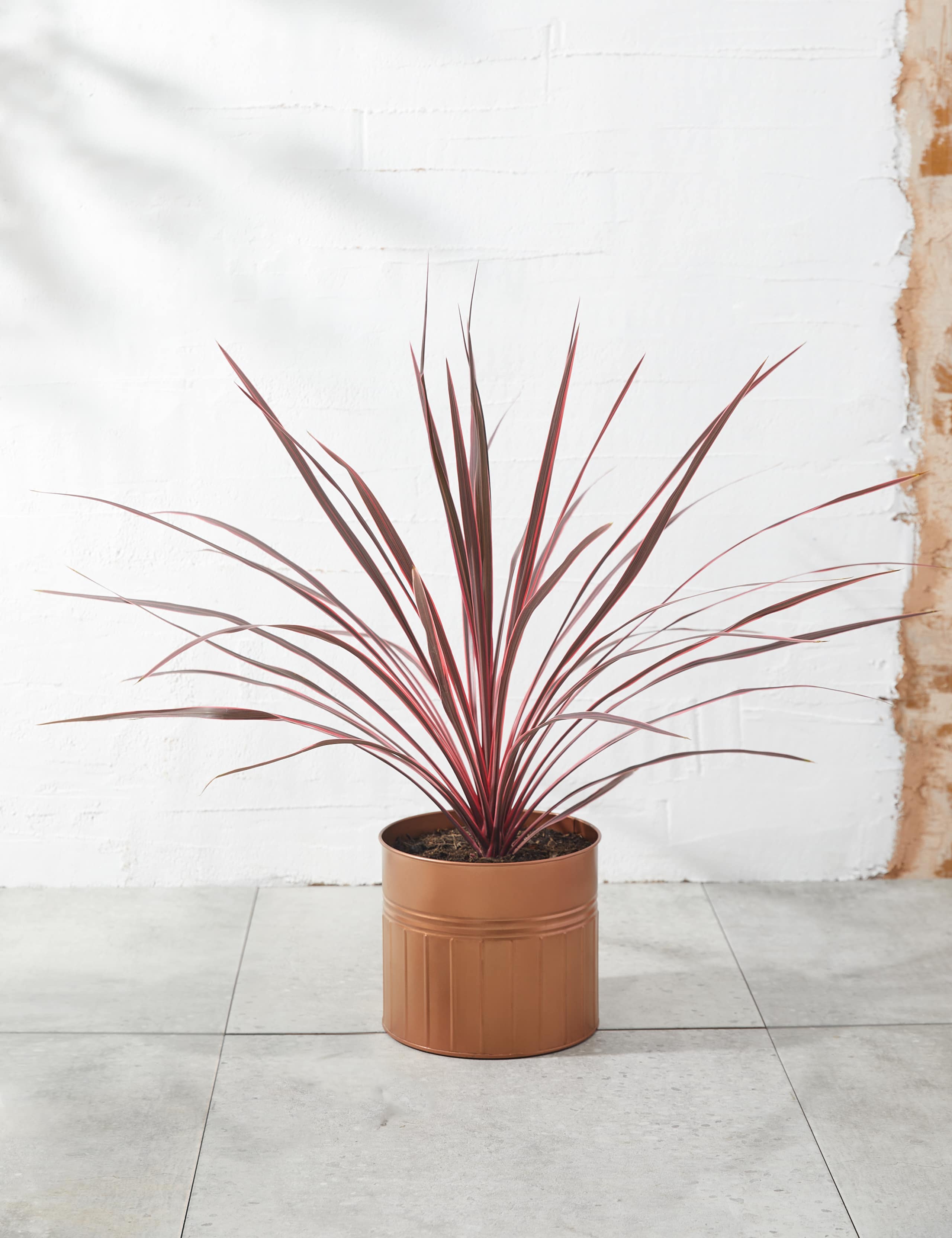 Cordyline Tin Planter 1 of 4