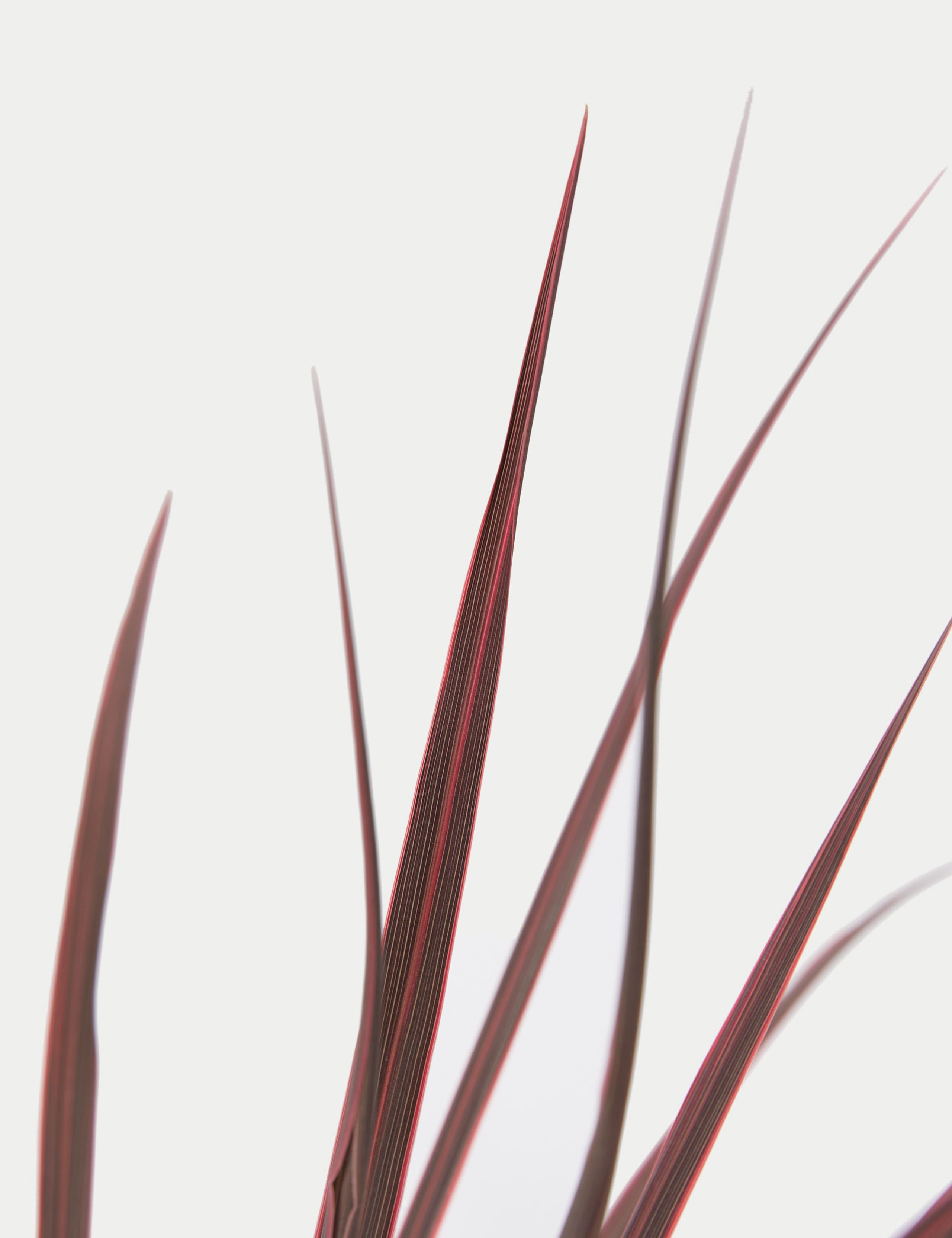 Cordyline Tin Planter 4 of 4