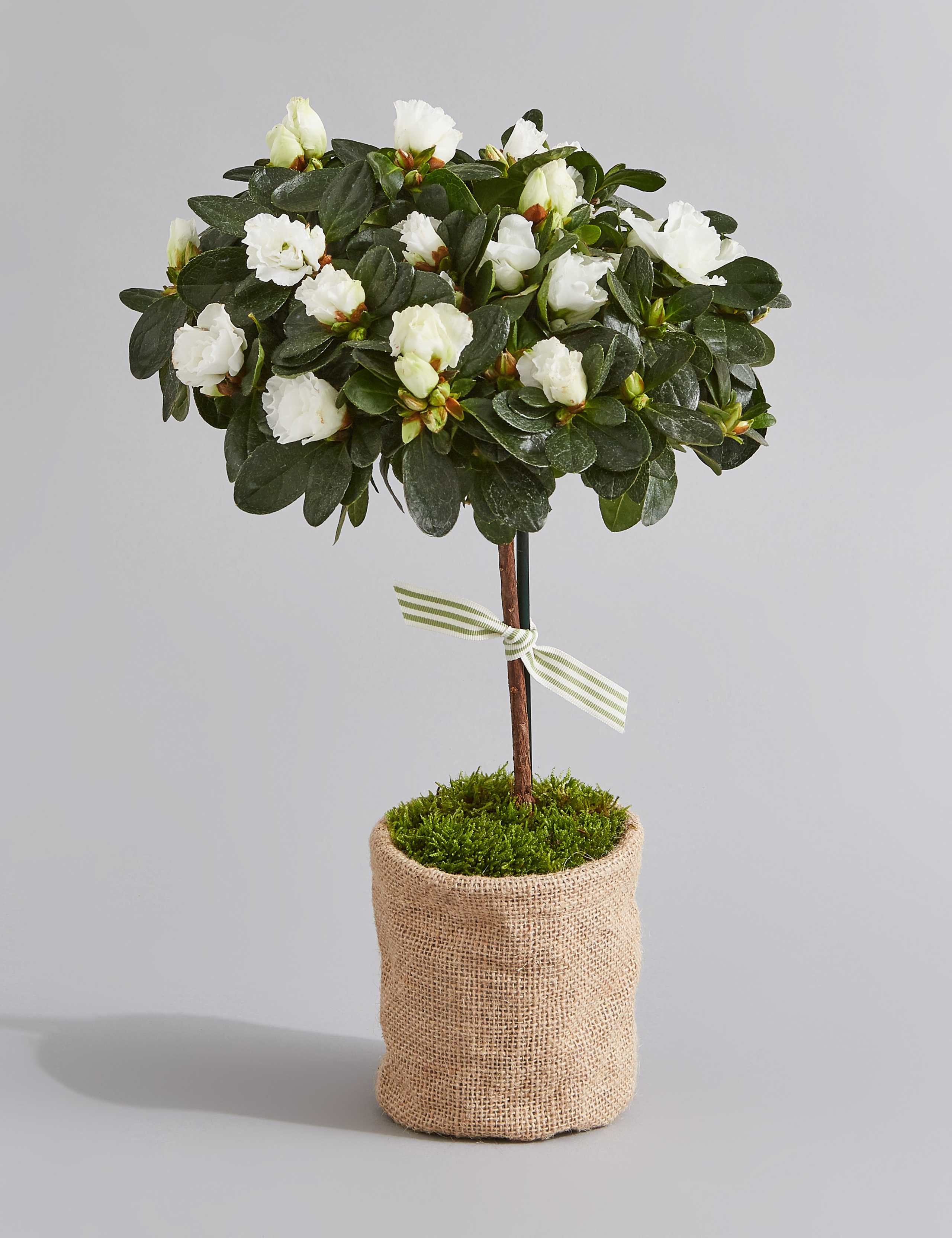 Letterbox Spring Azalea | M&S