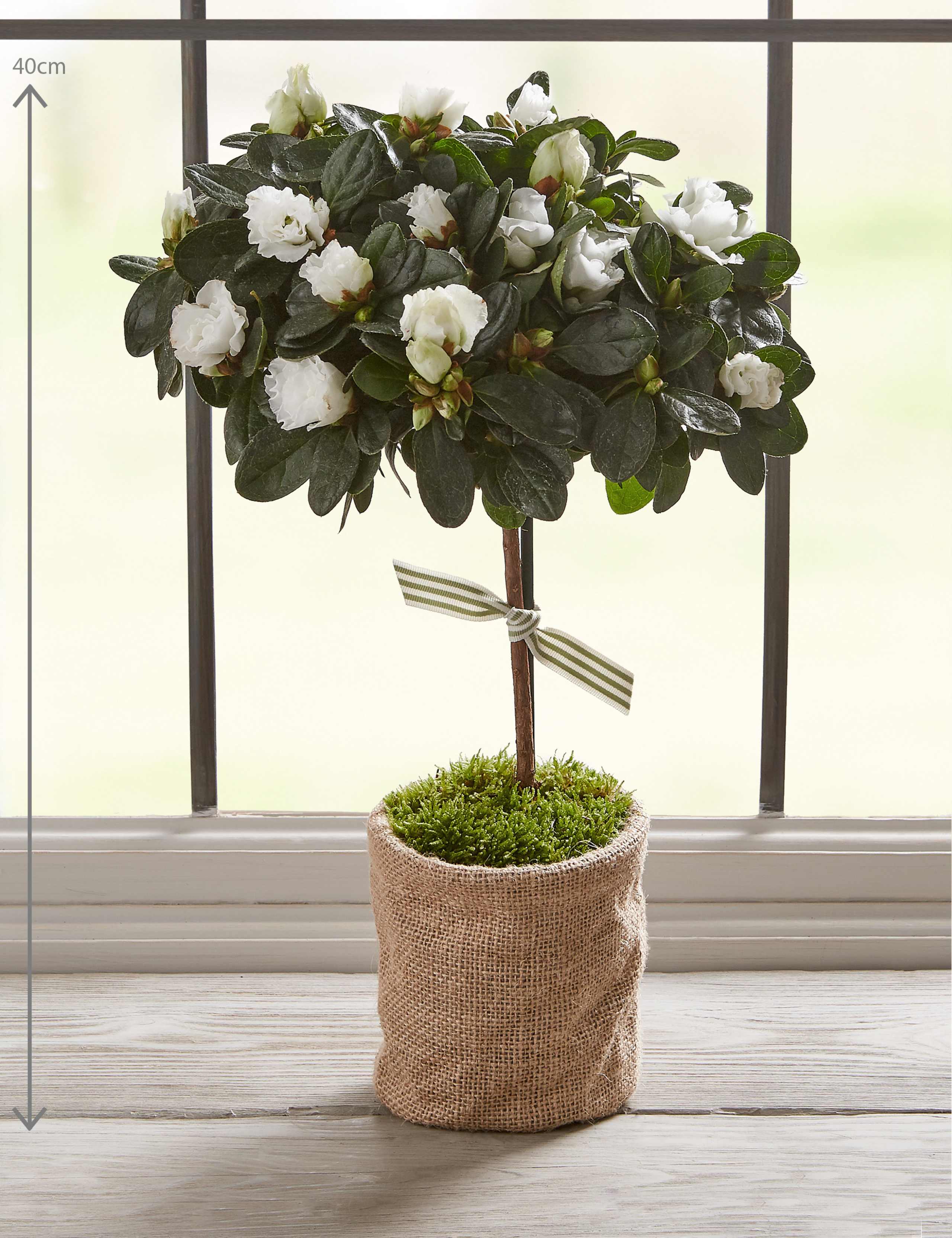 Letterbox Spring Azalea | M&S