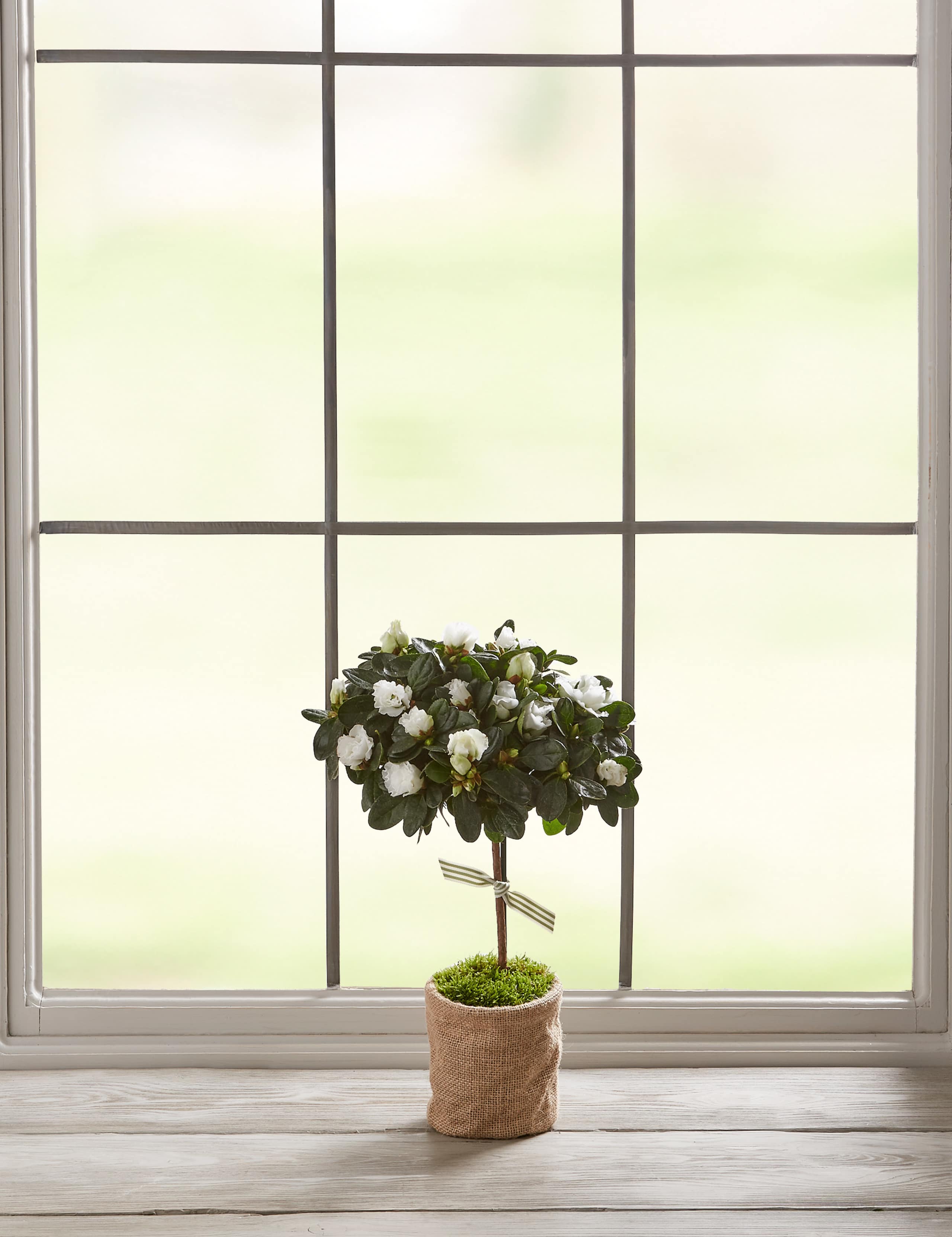 Letterbox Spring Azalea | M&S
