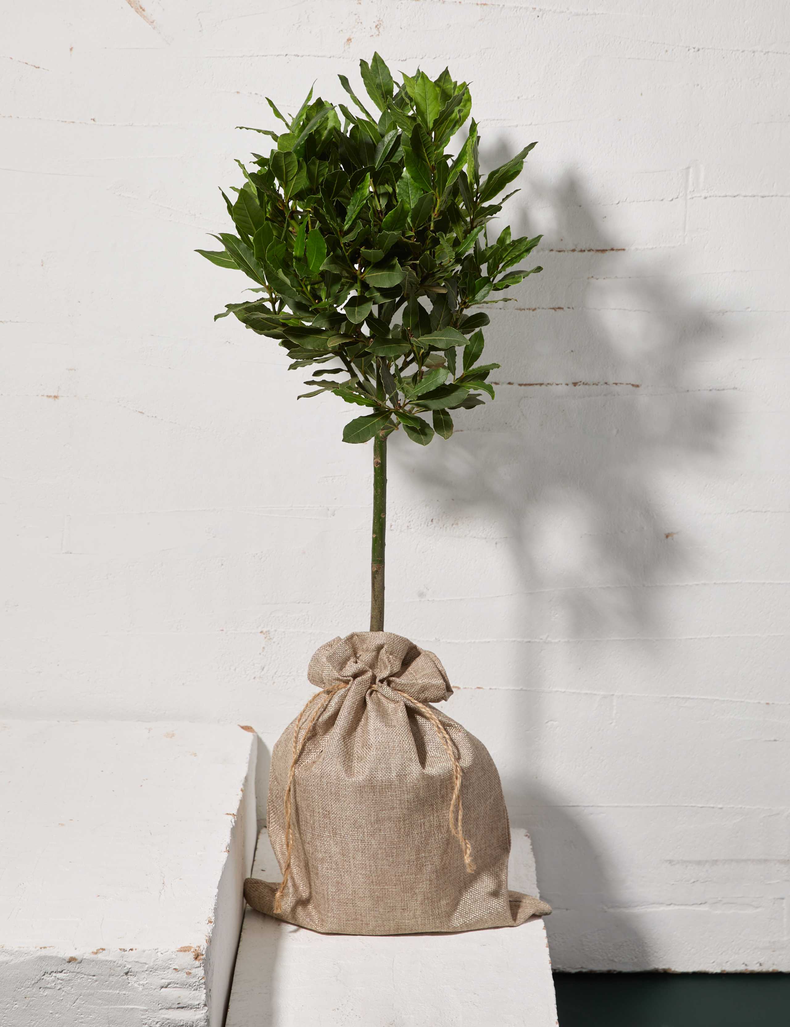 Bay Tree in Bag 1 of 3