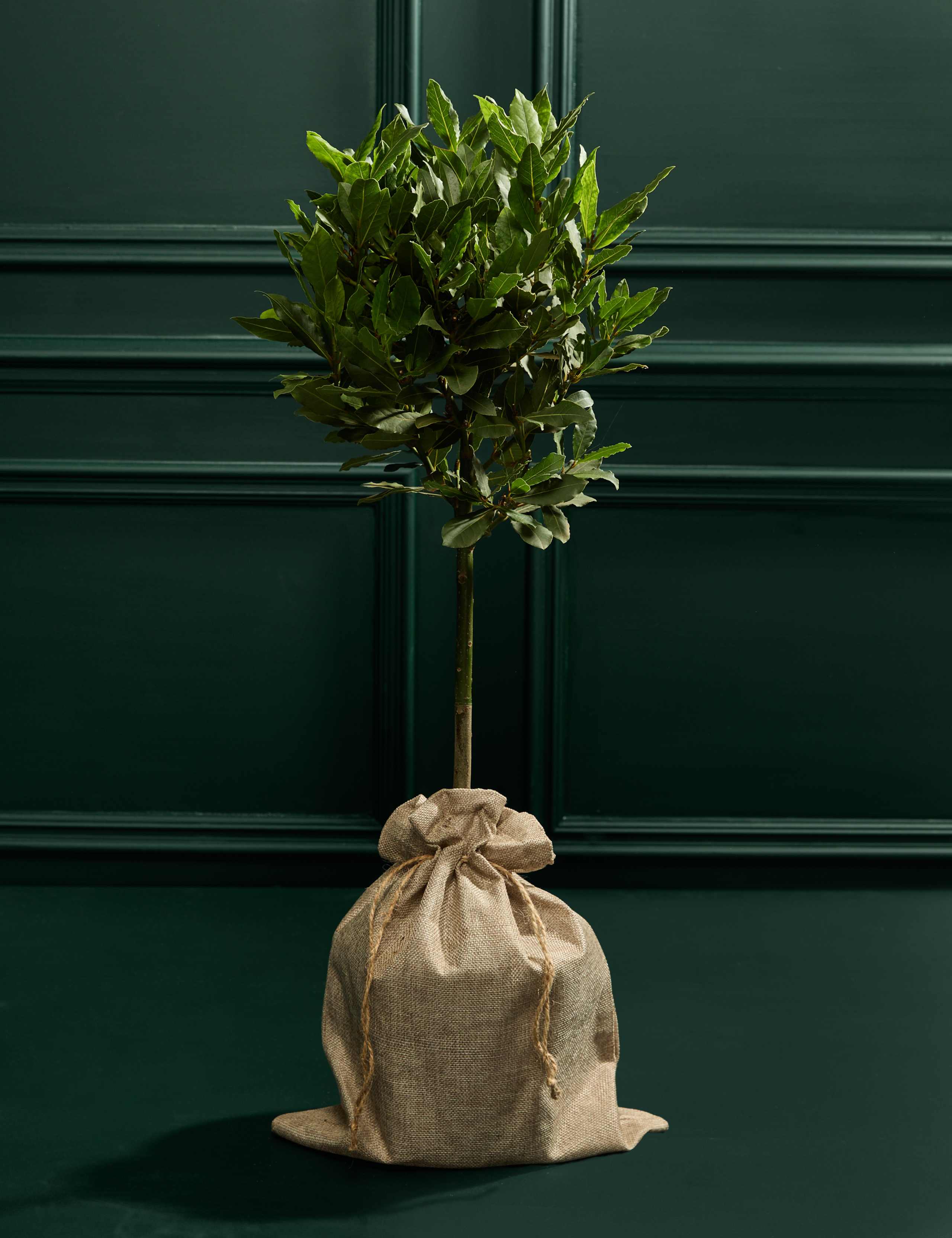 Bay Tree in Bag 3 of 3