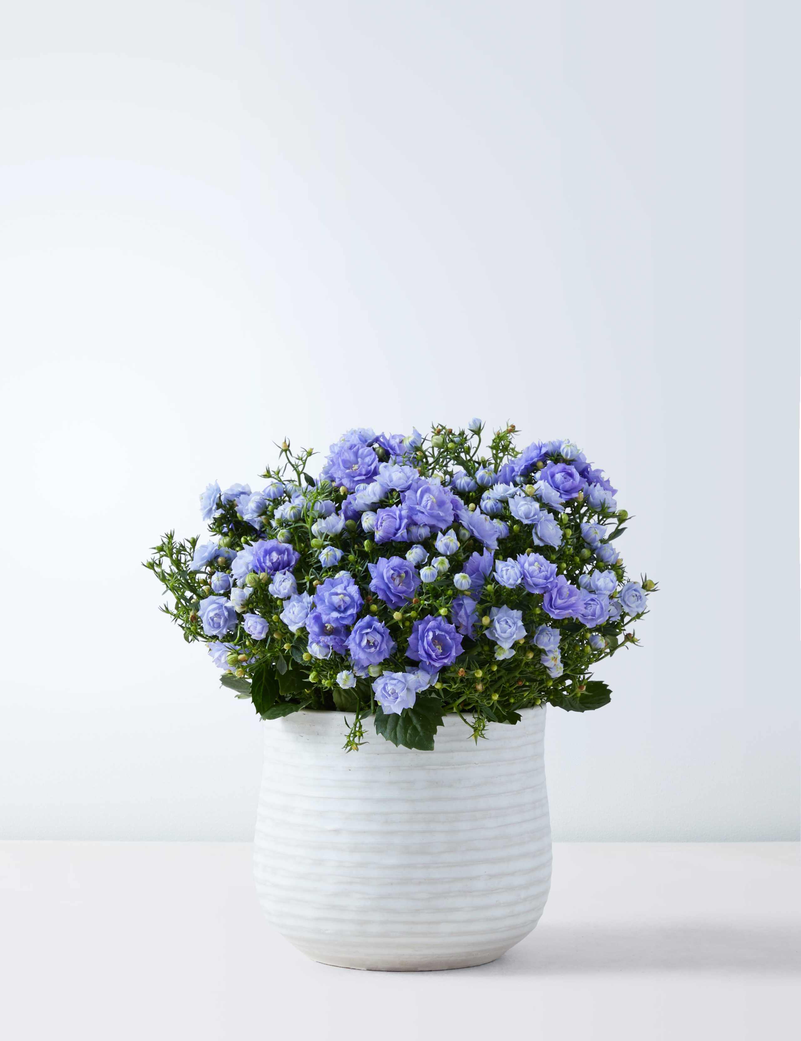 Campanula Ceramic 2 of 6