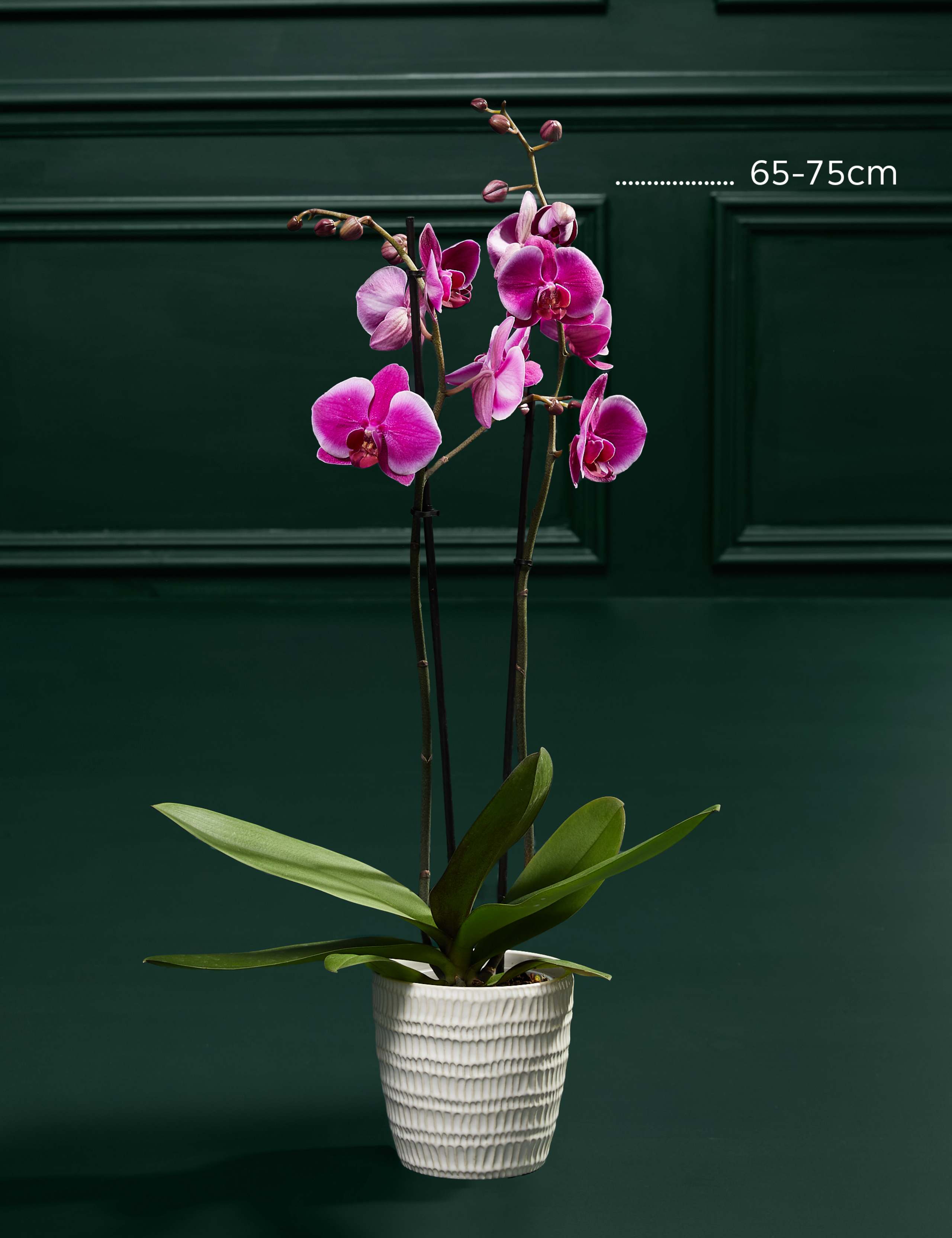 Large Purple Phalaenopsis Orchid in Ceramic Pot 3 of 3