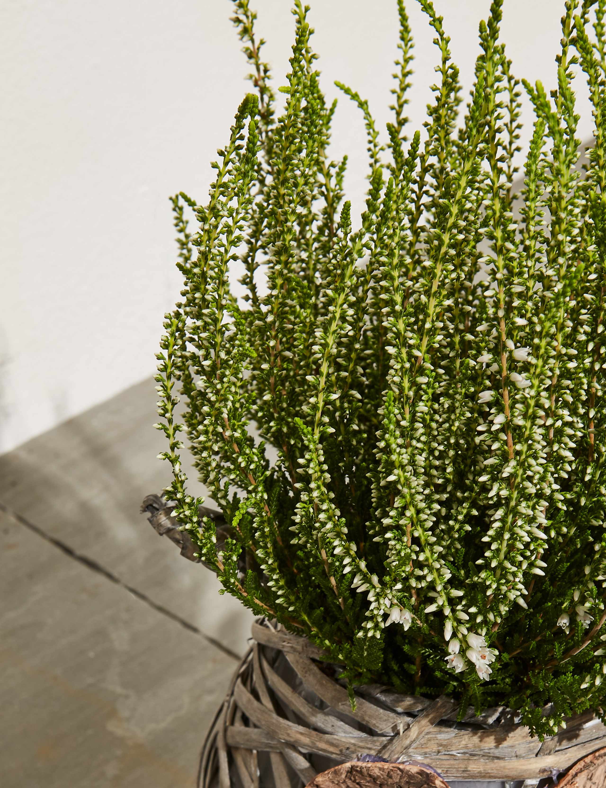 Novelty Owl Calluna Planter (Last Delivery Date 30th November) 4 of 5