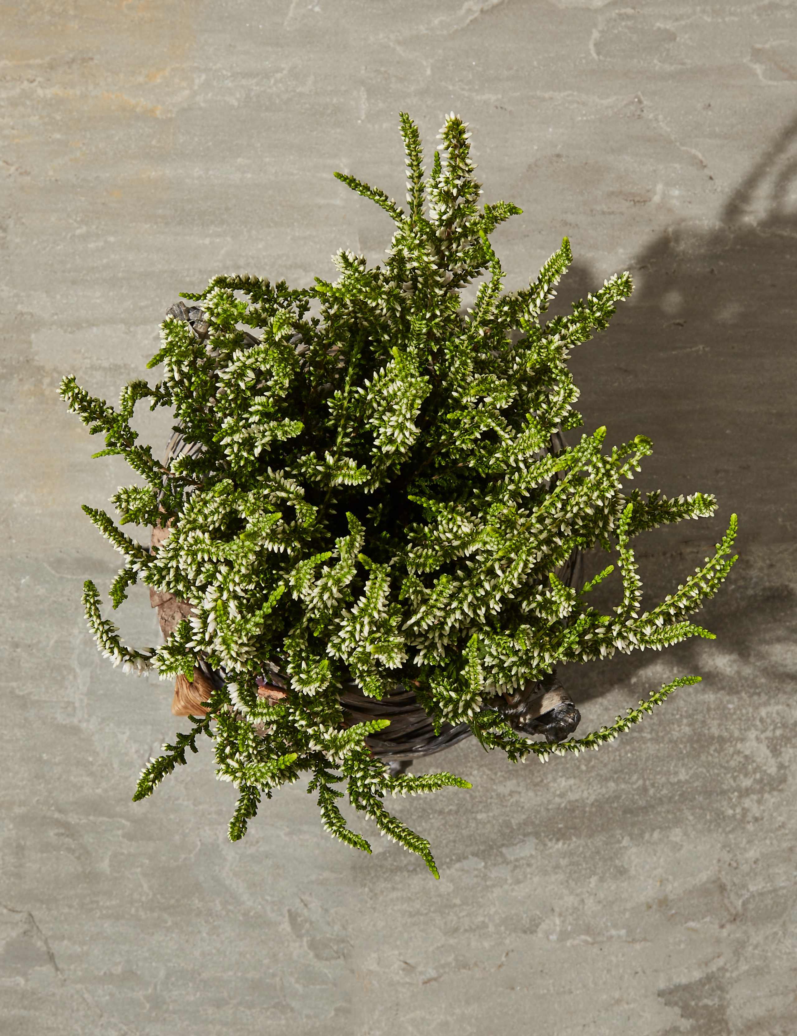Novelty Owl Calluna Planter (Last Delivery Date 30th November) 5 of 5