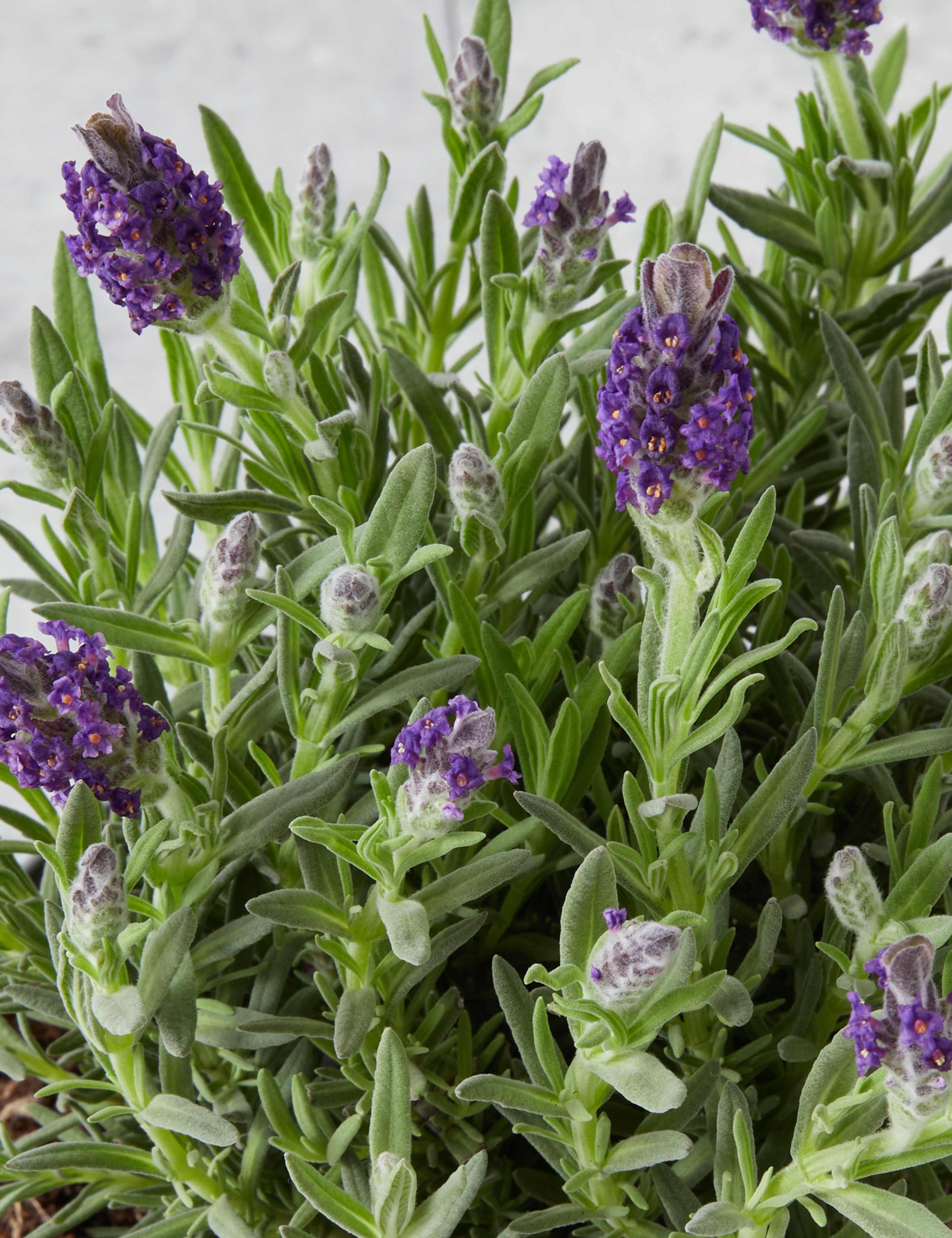 Lavender in Terracotta 2 of 3