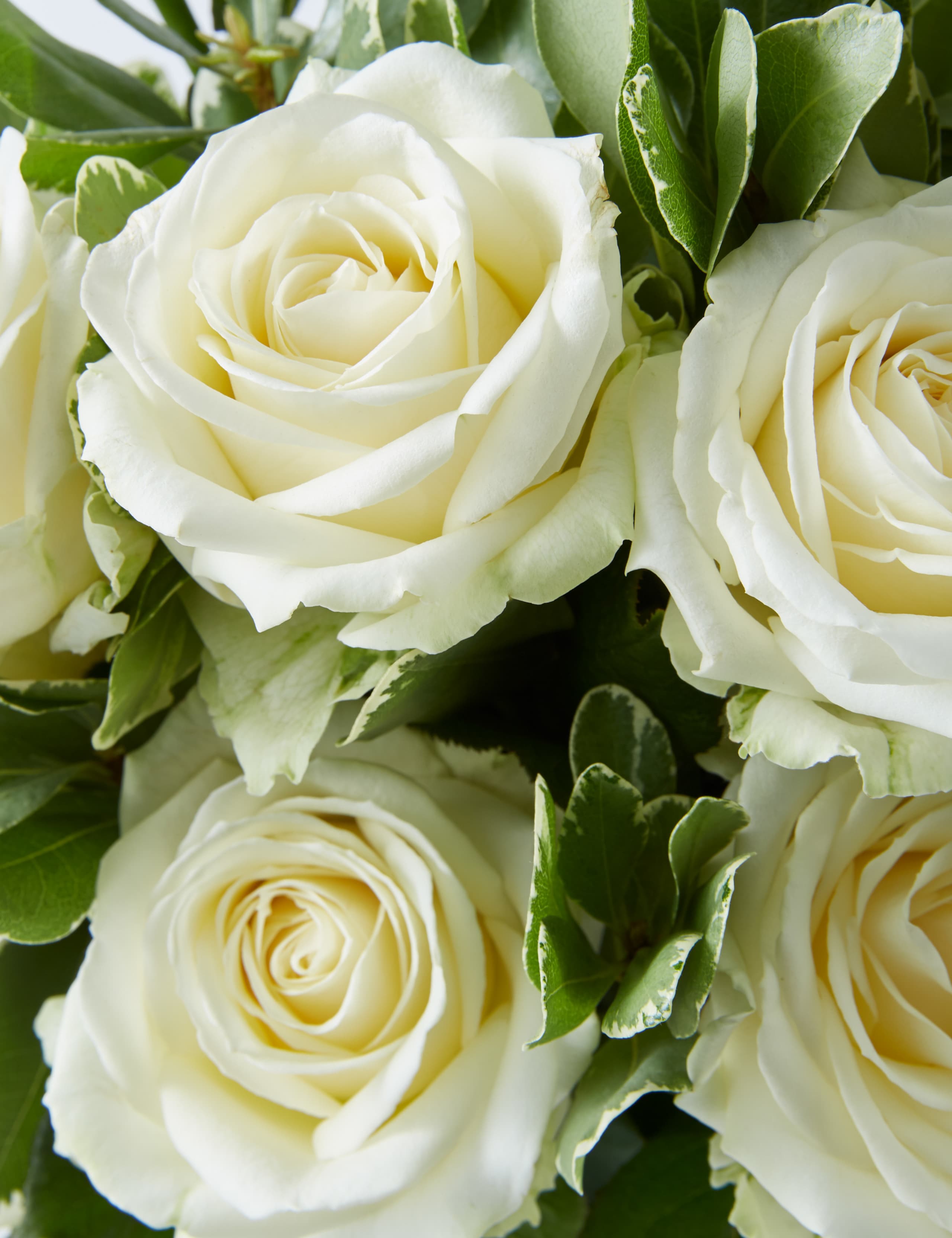 Collection Avalanche™ Roses Bouquet 5 of 7