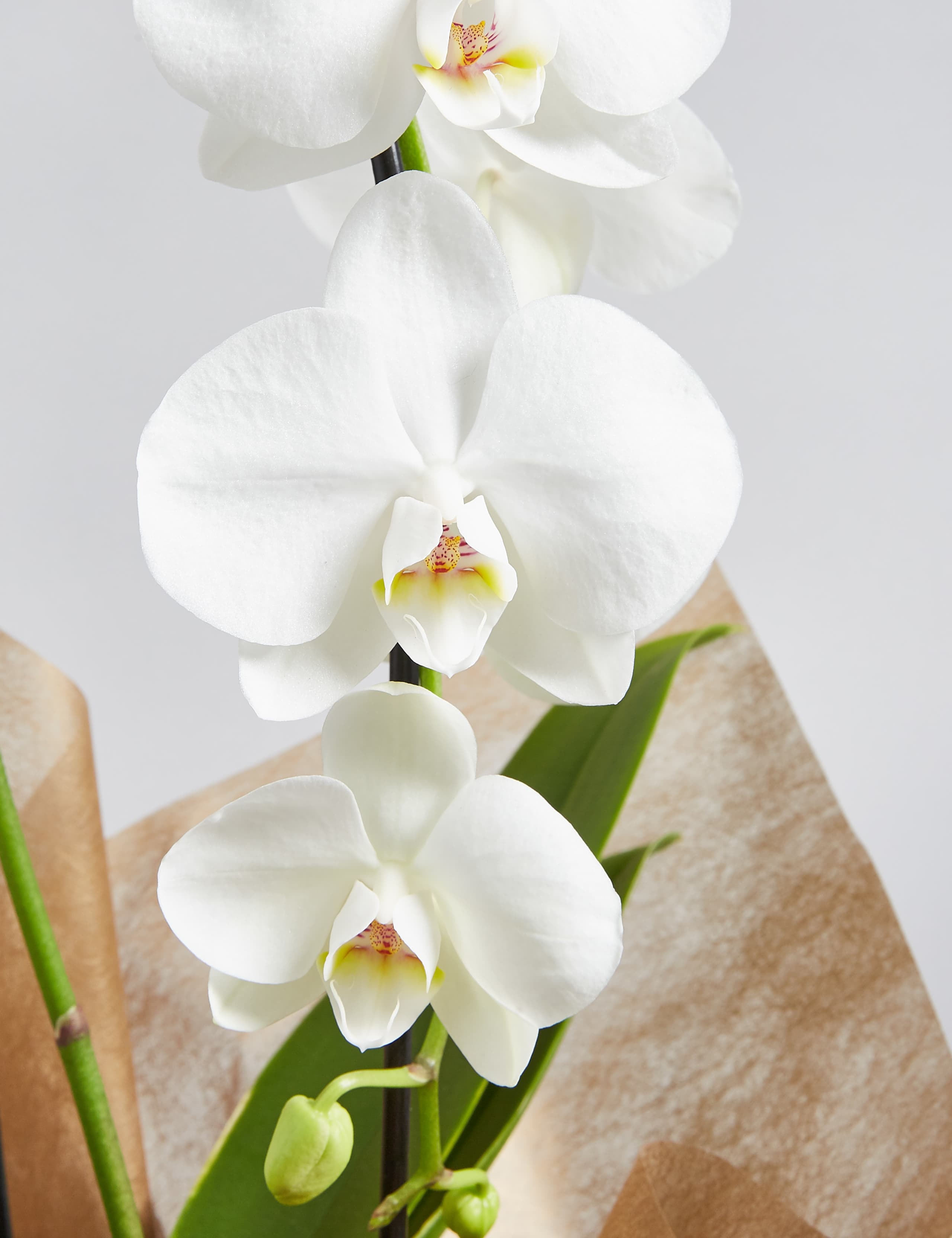 Luxury White Cascade Orchid, Champagne & Italian Chocolates Hamper 4 of 4