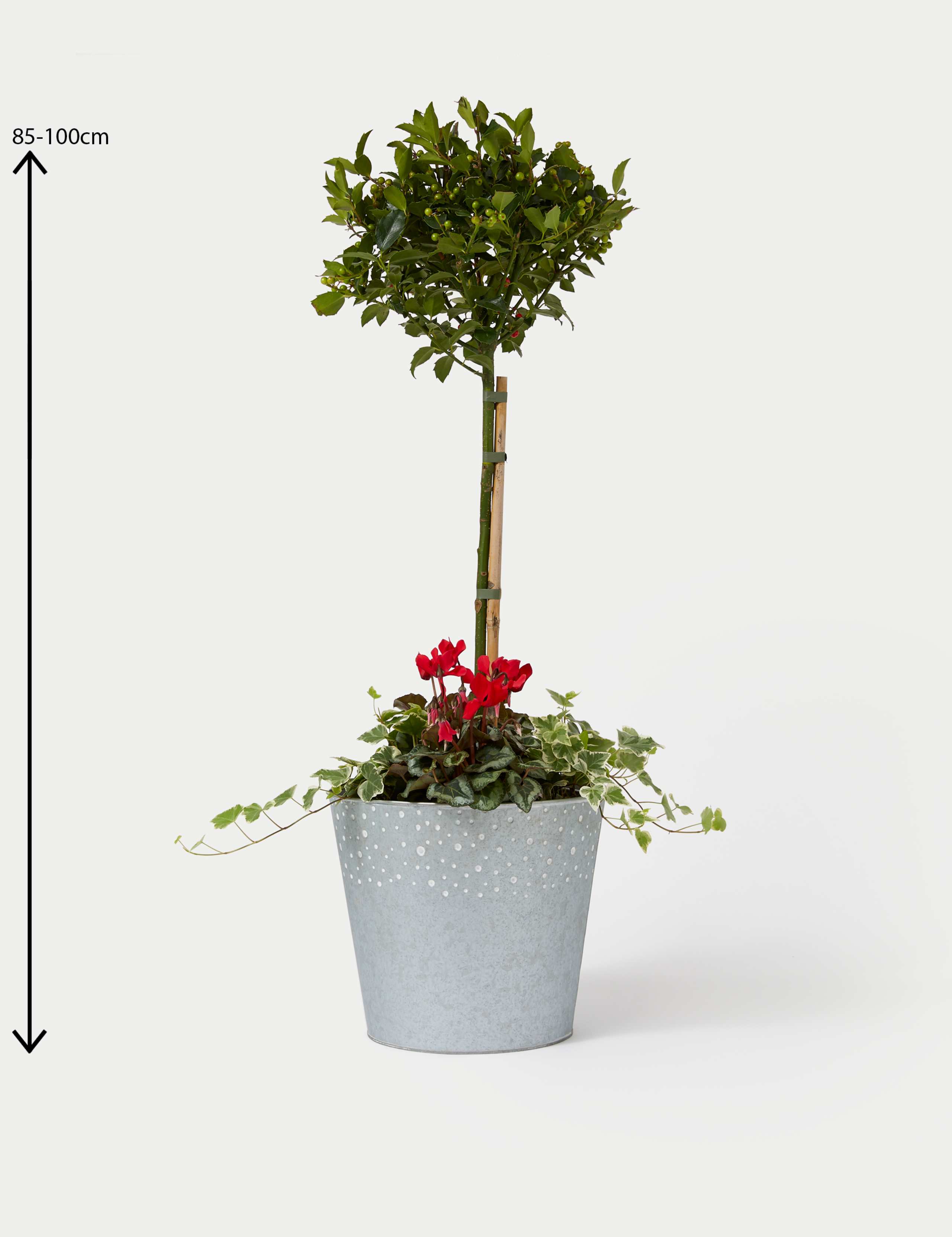 Luxury Holly Planter With Cyclamen 4 of 4