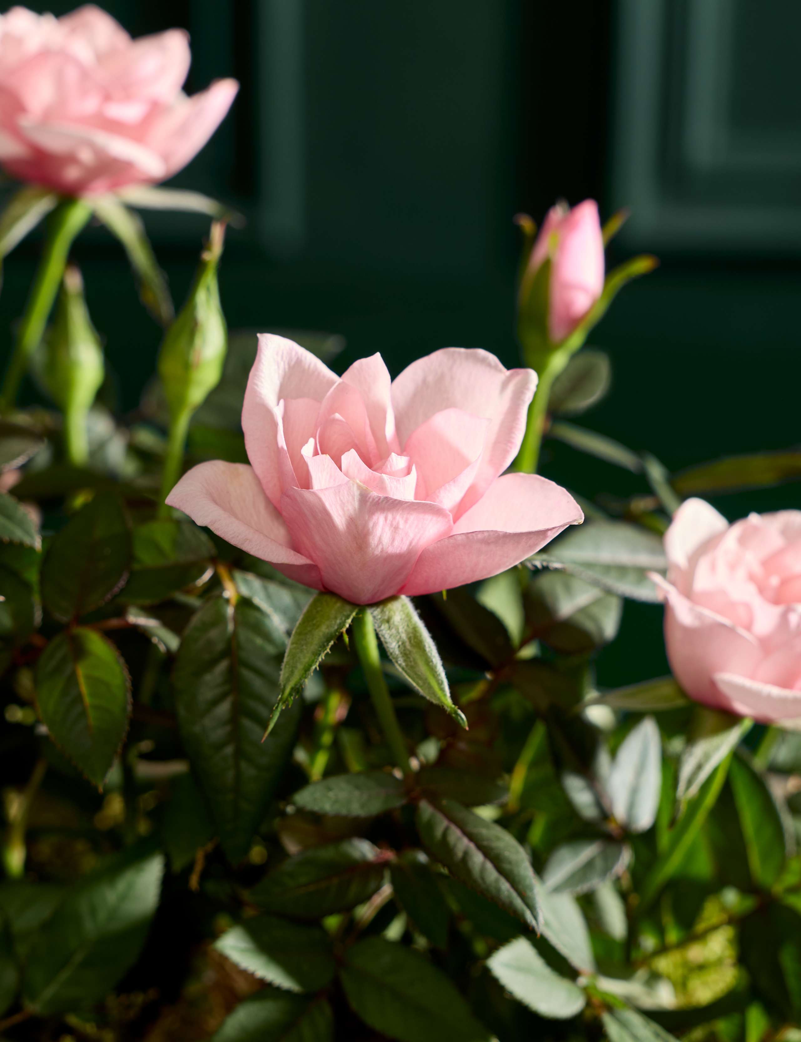 Luxury Rose Duo in Kubu Basket 2 of 5