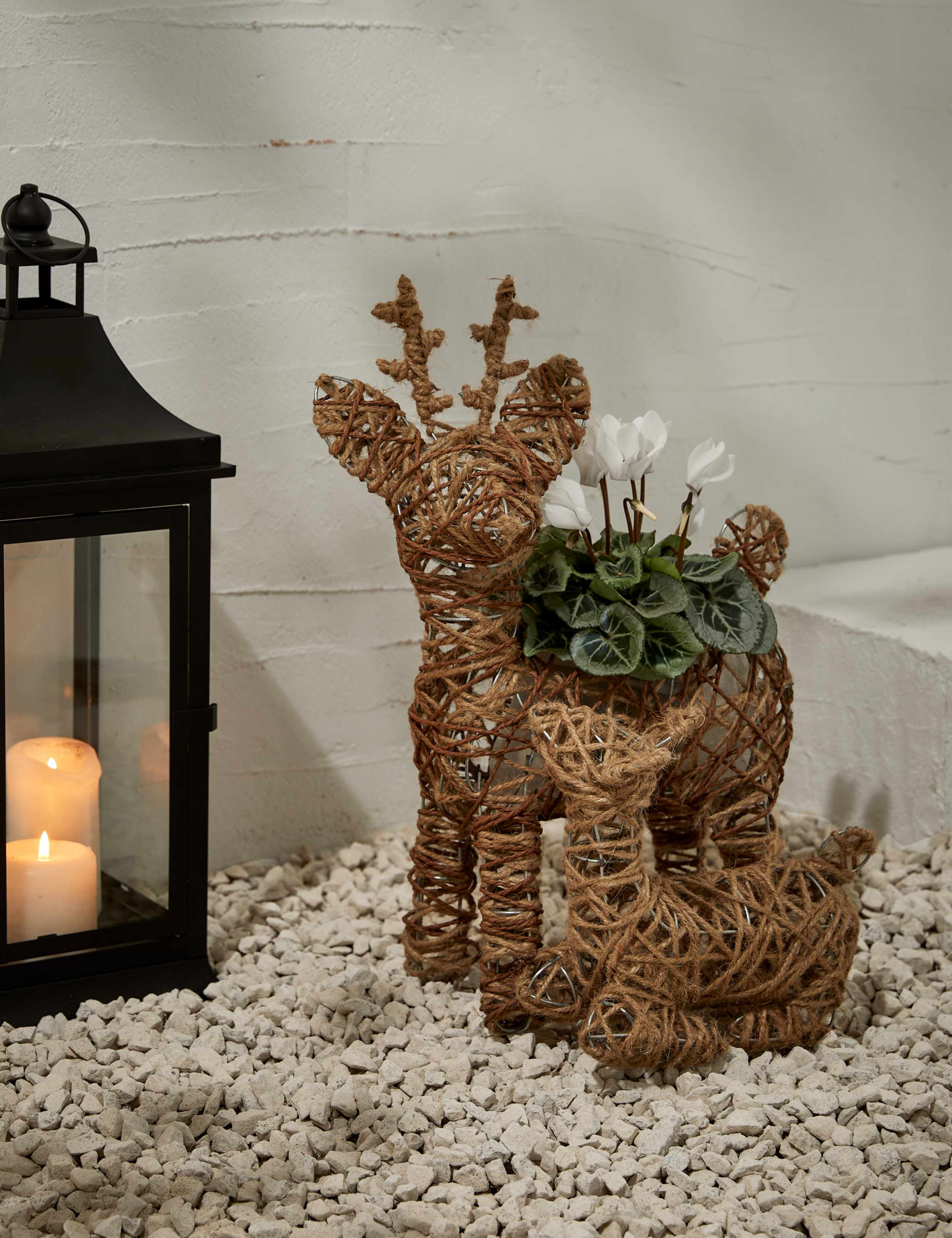 Outdoor Reindeer White Cyclamen Planter 1 of 4