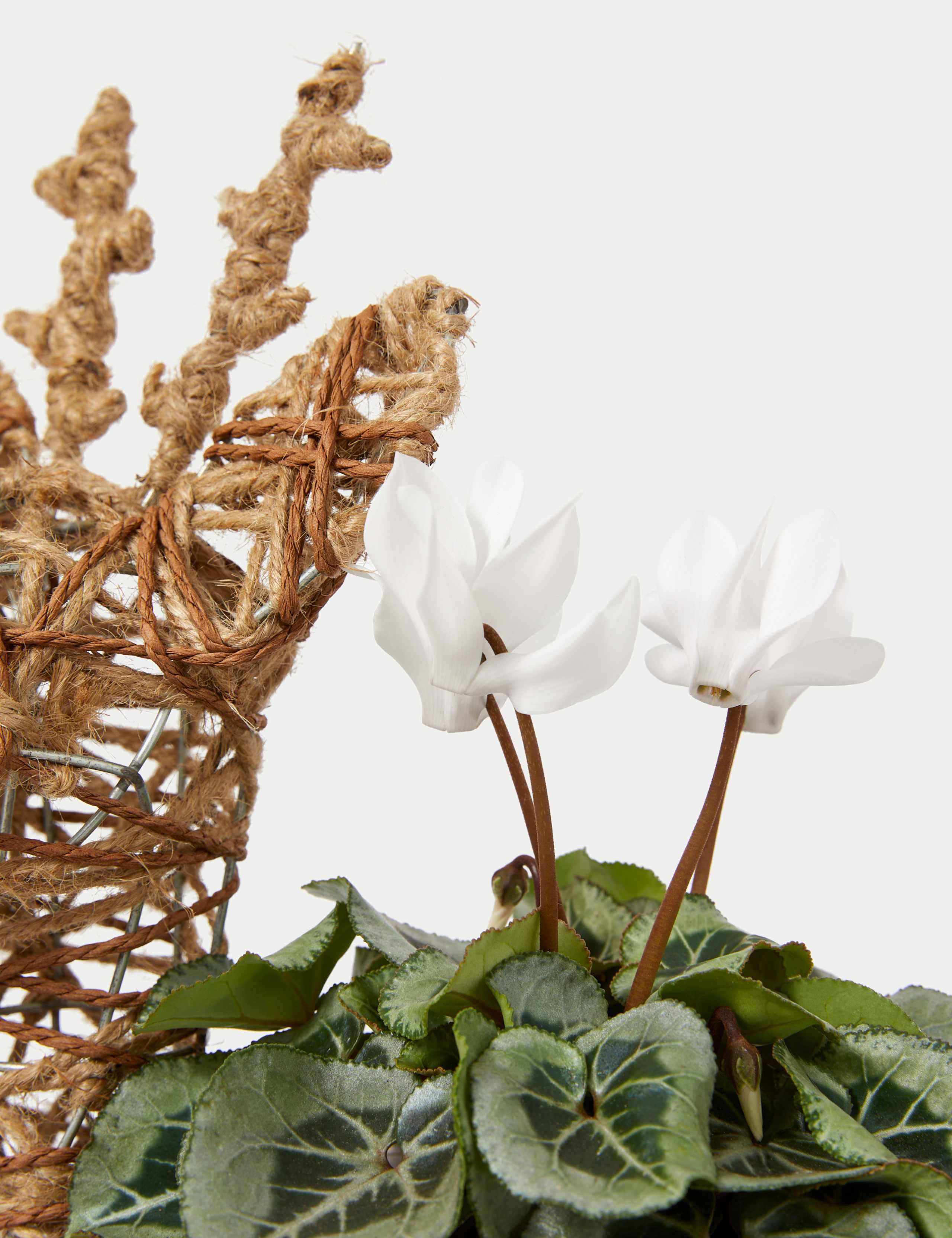 Outdoor Reindeer White Cyclamen Planter 3 of 4