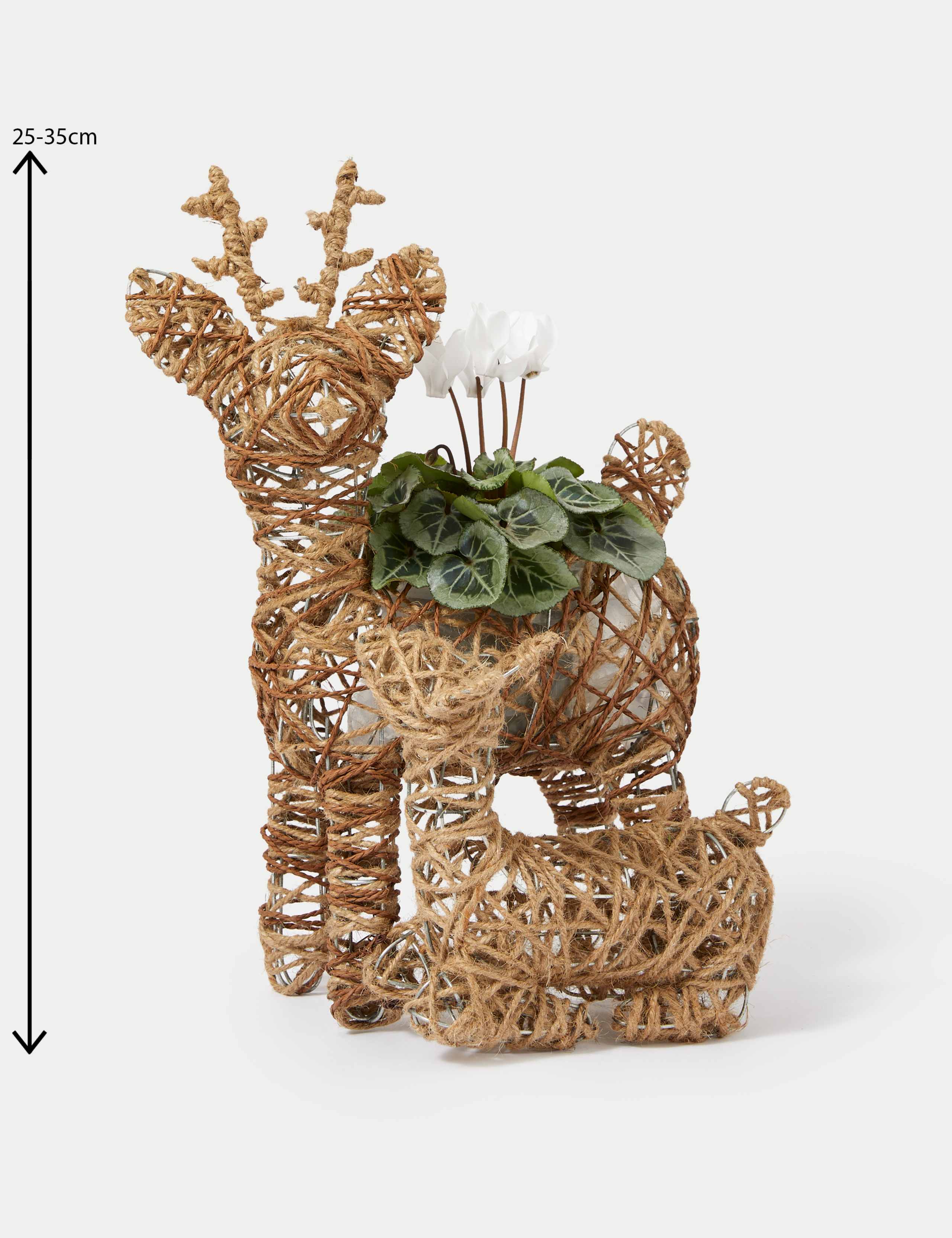 Outdoor Reindeer White Cyclamen Planter 4 of 4