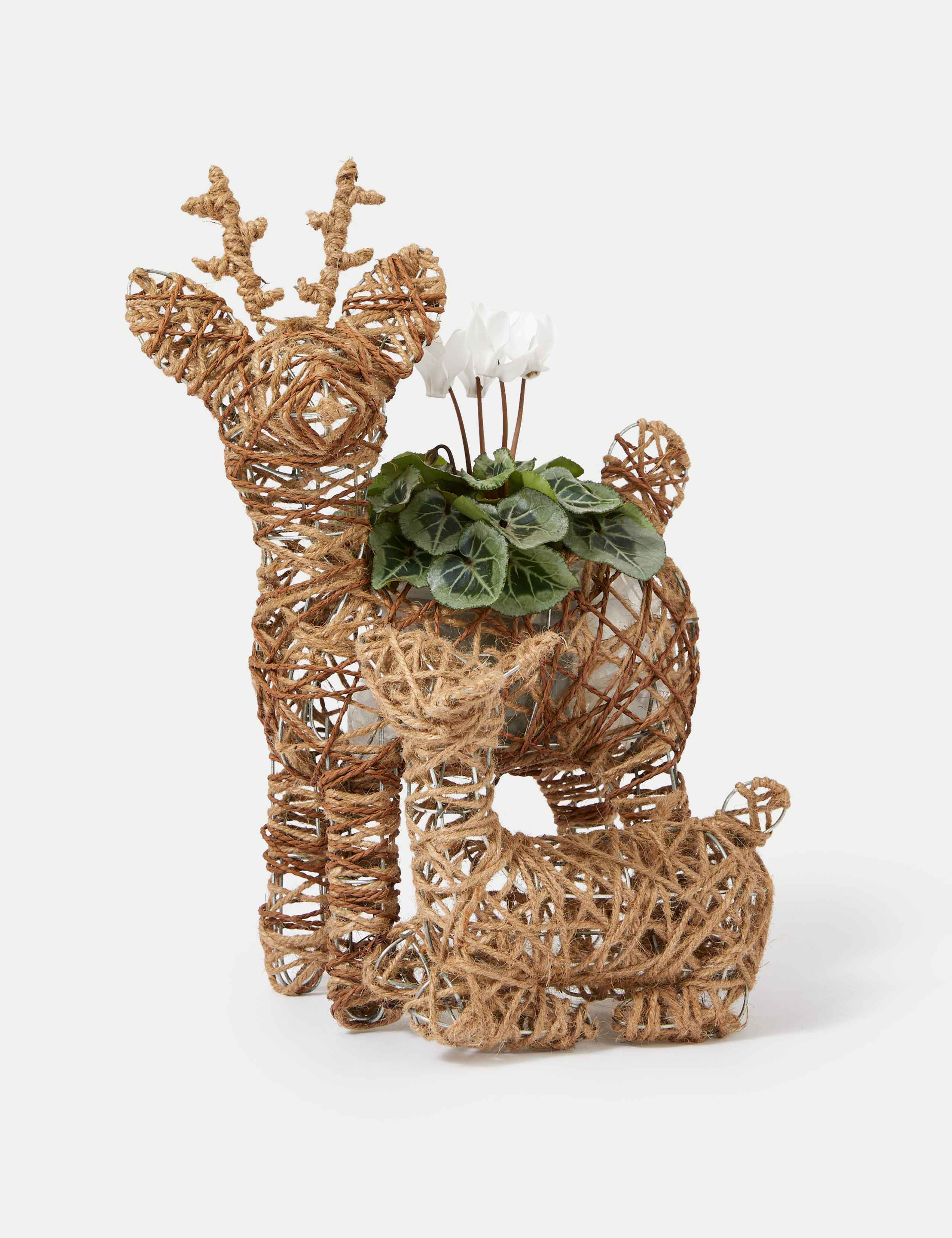 Outdoor Reindeer White Cyclamen Planter 2 of 4