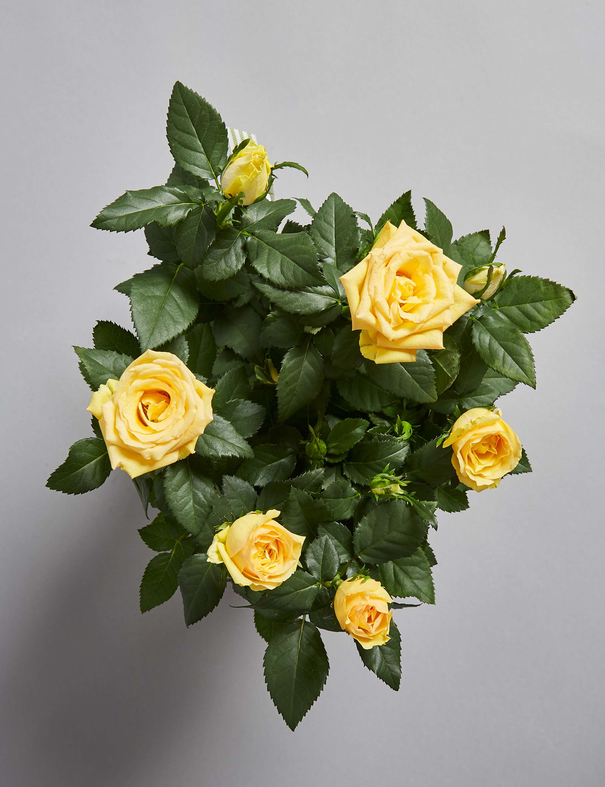 Autumn Yellow Rose Jug 4 of 5