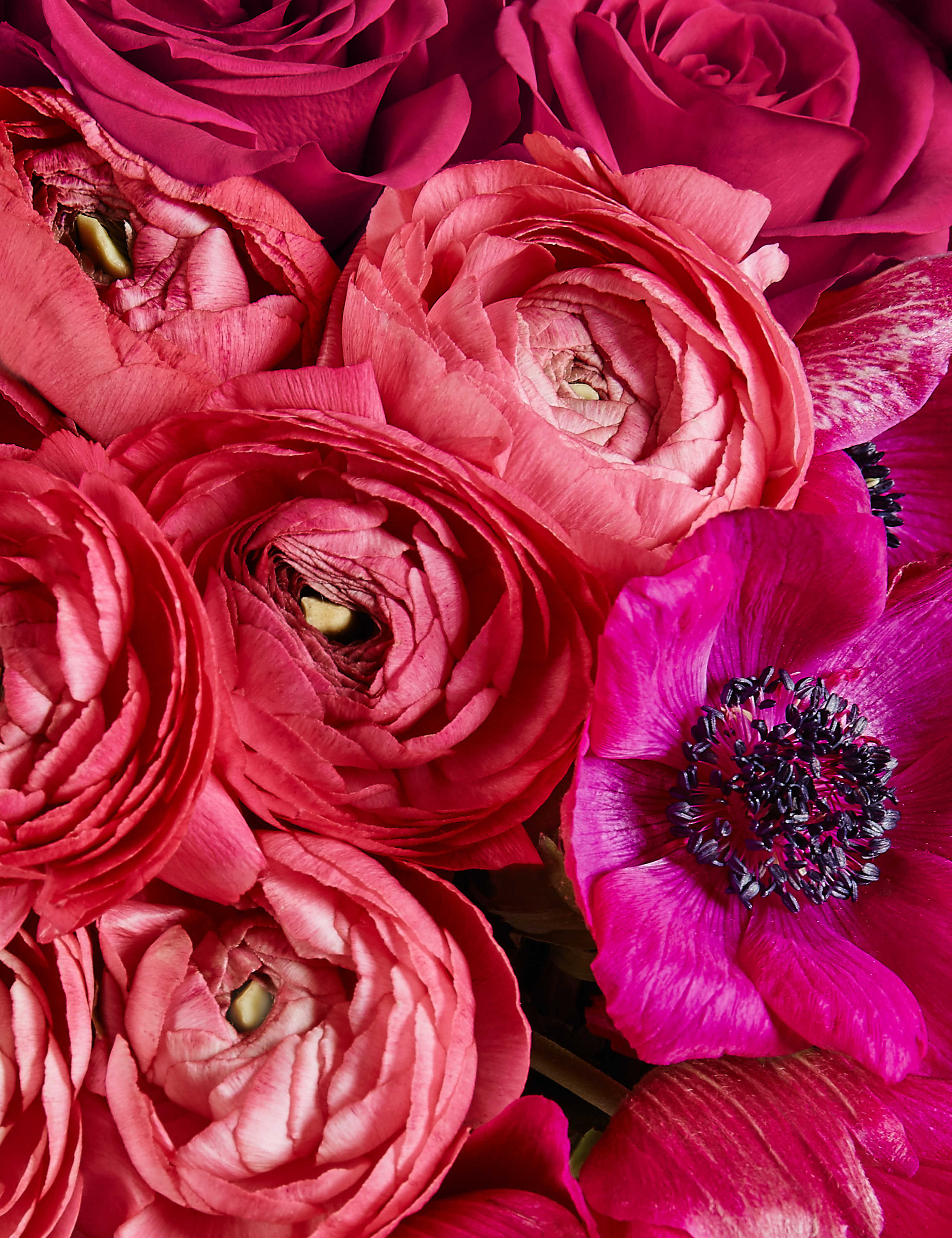 The Collection Bundle of Spring 5 of 6