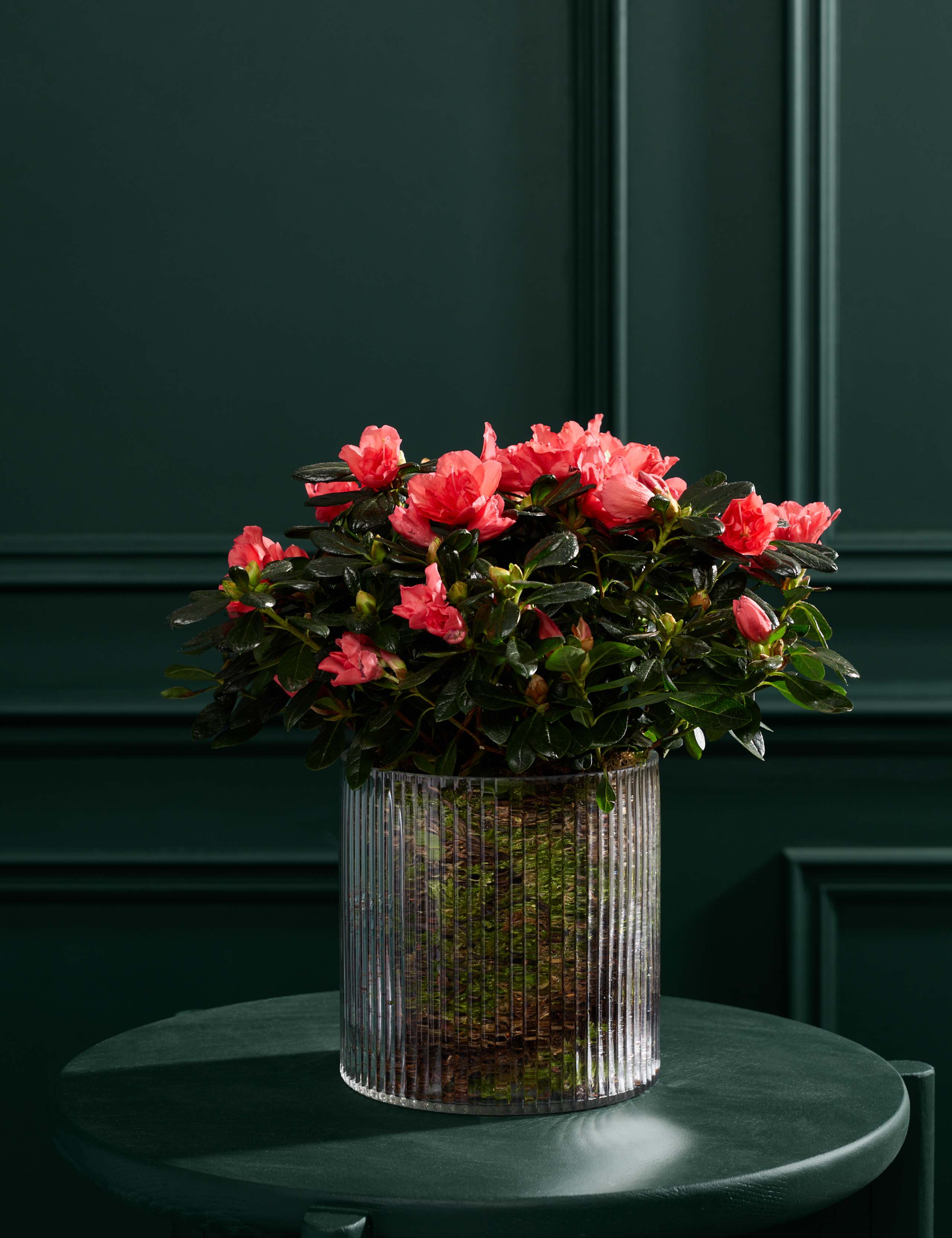 Christmas Azalea In Glass Pot 1 of 4
