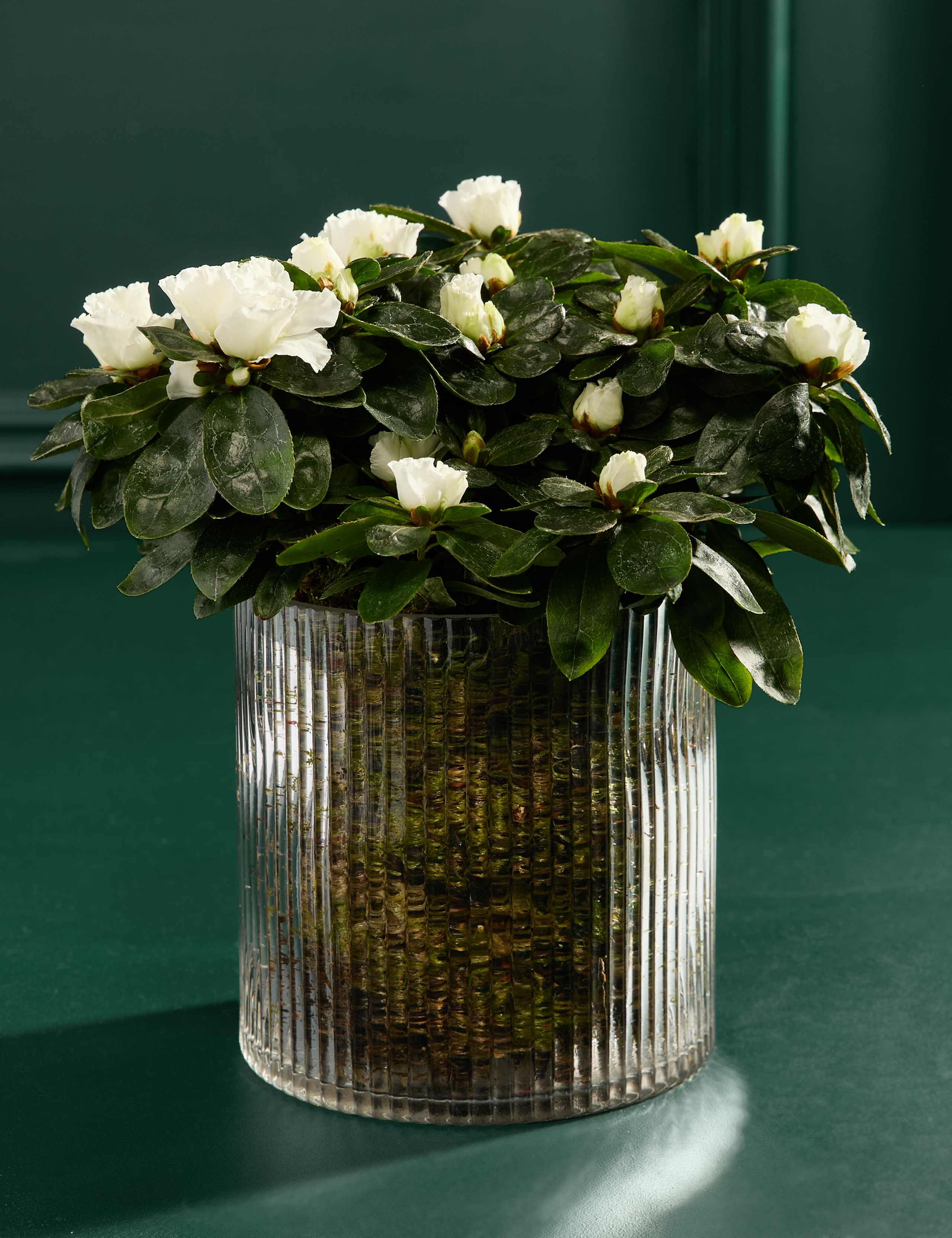 Azalea In Glass Pot 3 of 3
