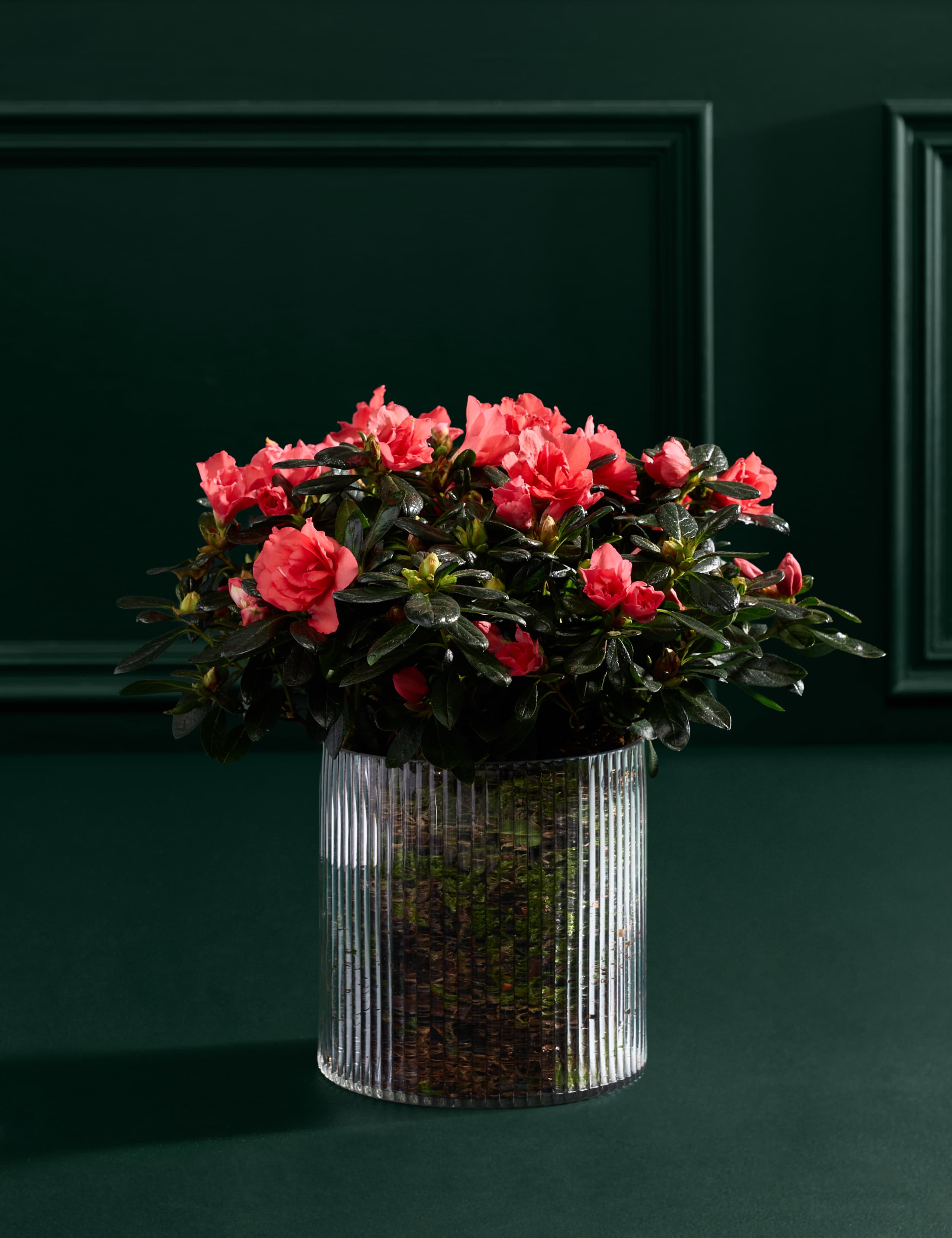 Christmas Azalea In Glass Pot 3 of 4