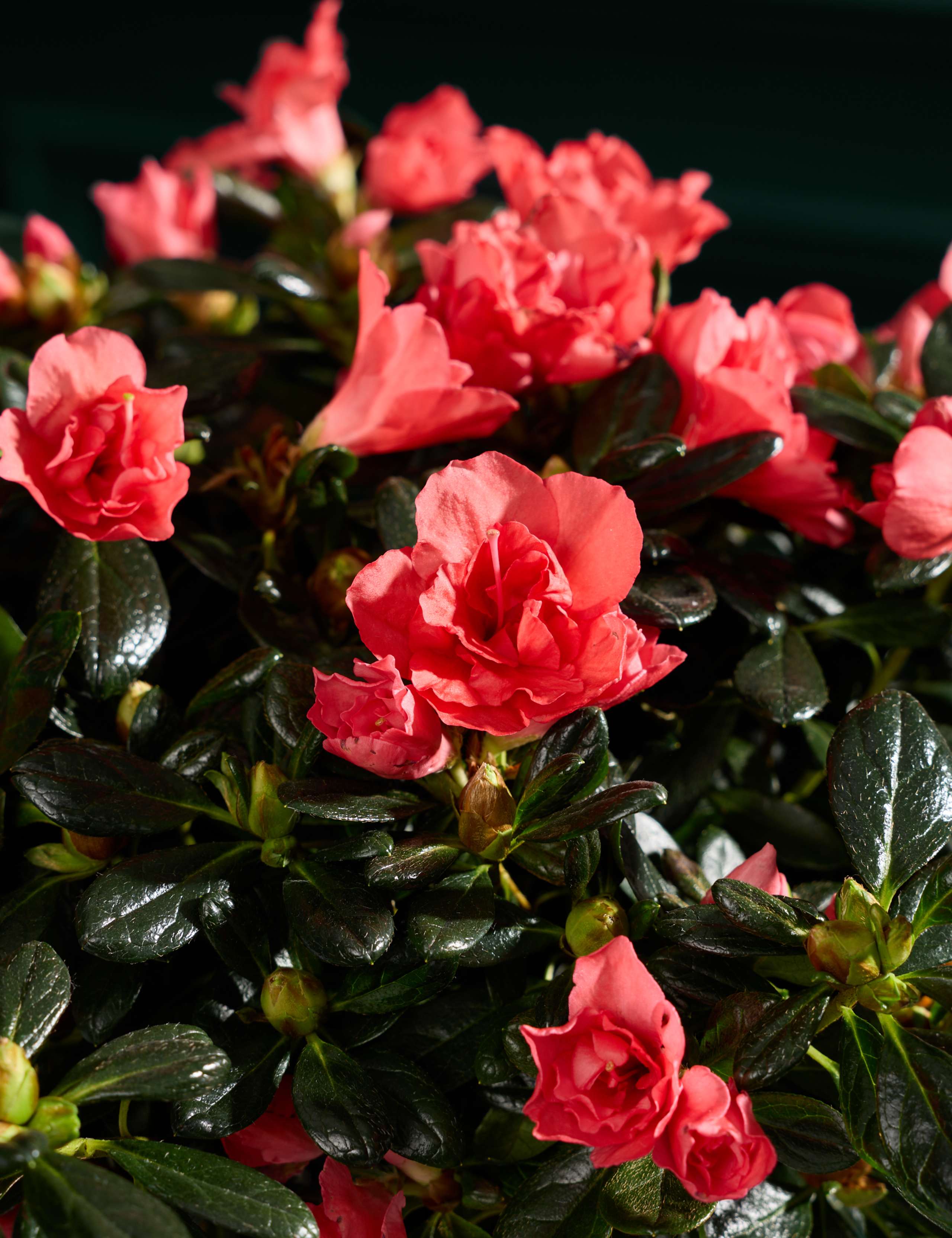 Christmas Azalea In Glass Pot 2 of 4