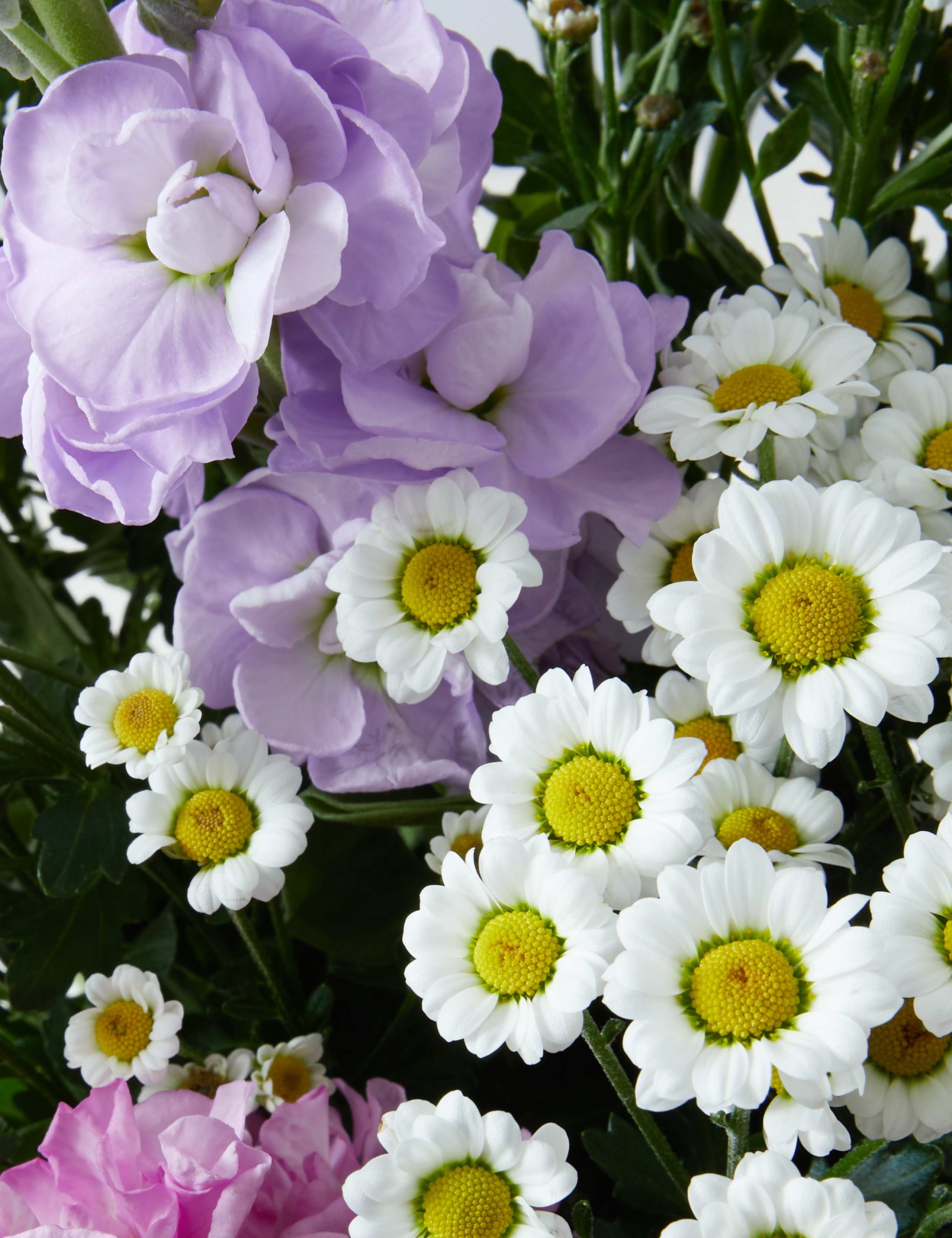 Scented Stocks & Chrysanthemum Letterbox Gift 4 of 7