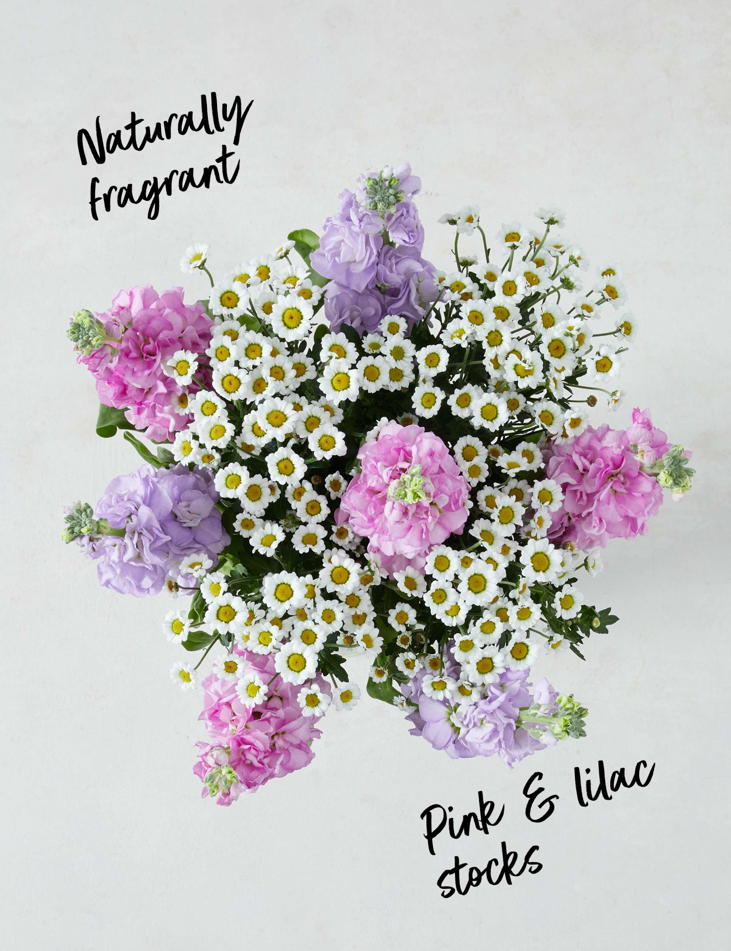 Scented Stocks & Chrysanthemum Letterbox Gift 5 of 7