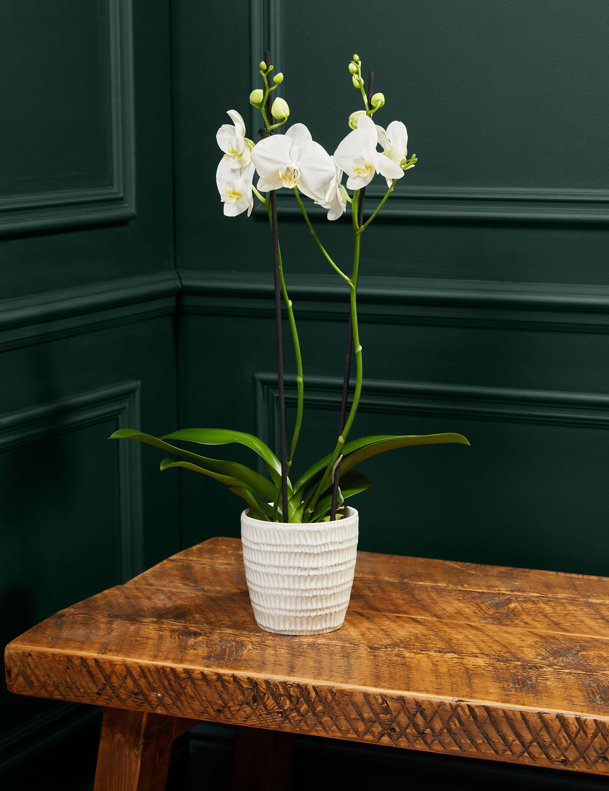 Large White Phalaenopsis Orchid in Ceramic Pot 1 of 3