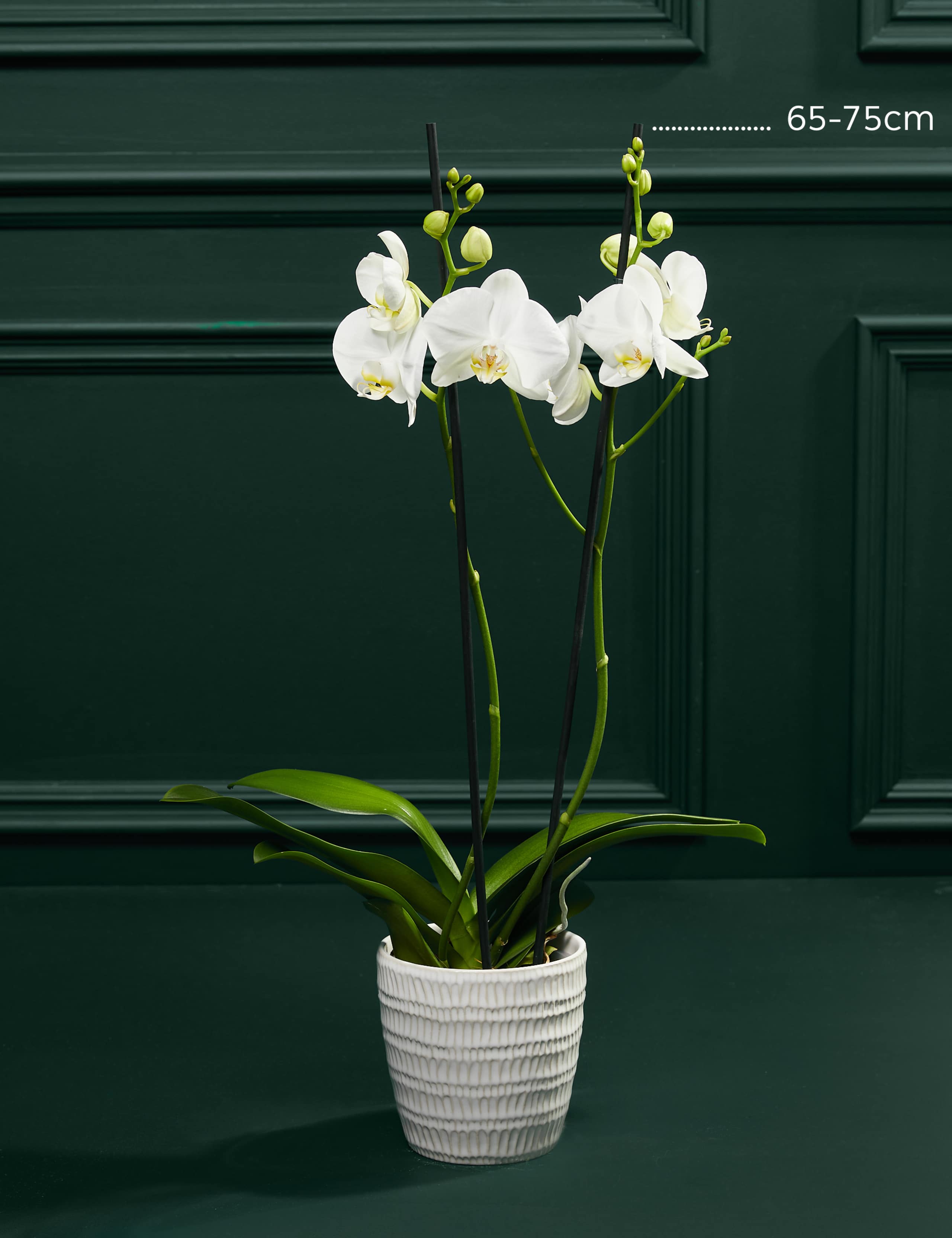 Large White Phalaenopsis Orchid in Ceramic Pot 3 of 3