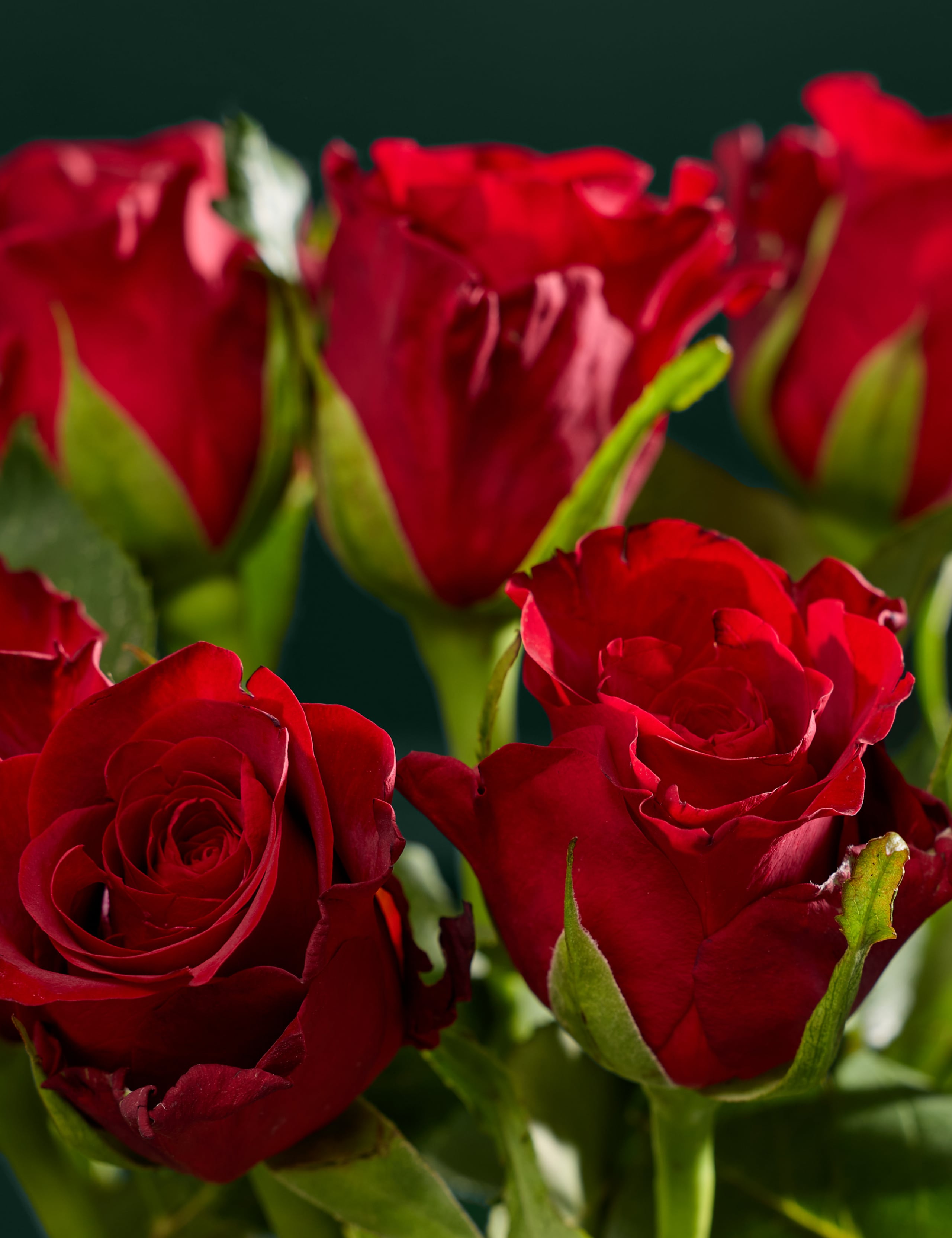 Dozen Red Roses Bouquet with Champagne 3 of 7