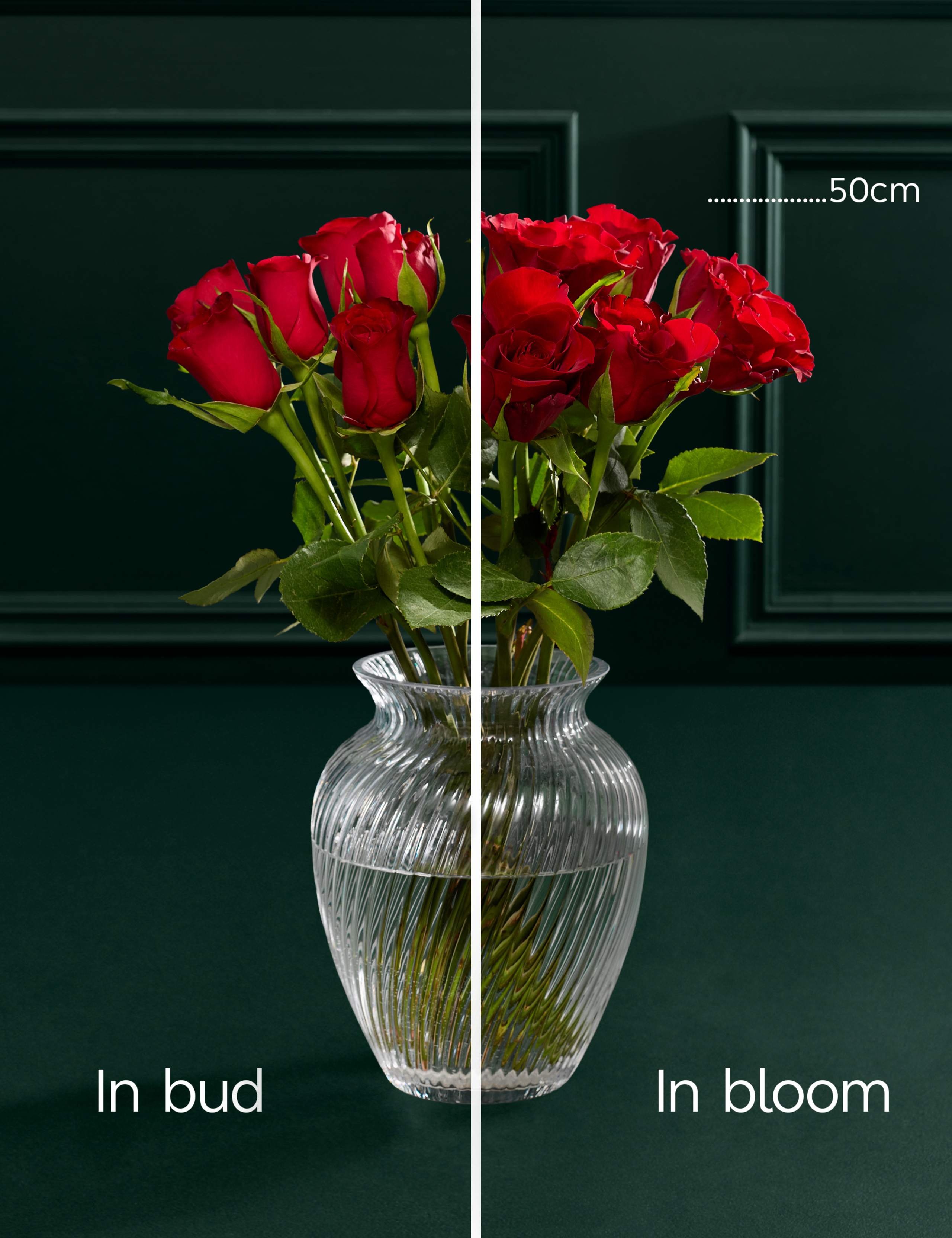 Dozen Red Roses Bouquet with Champagne 5 of 7