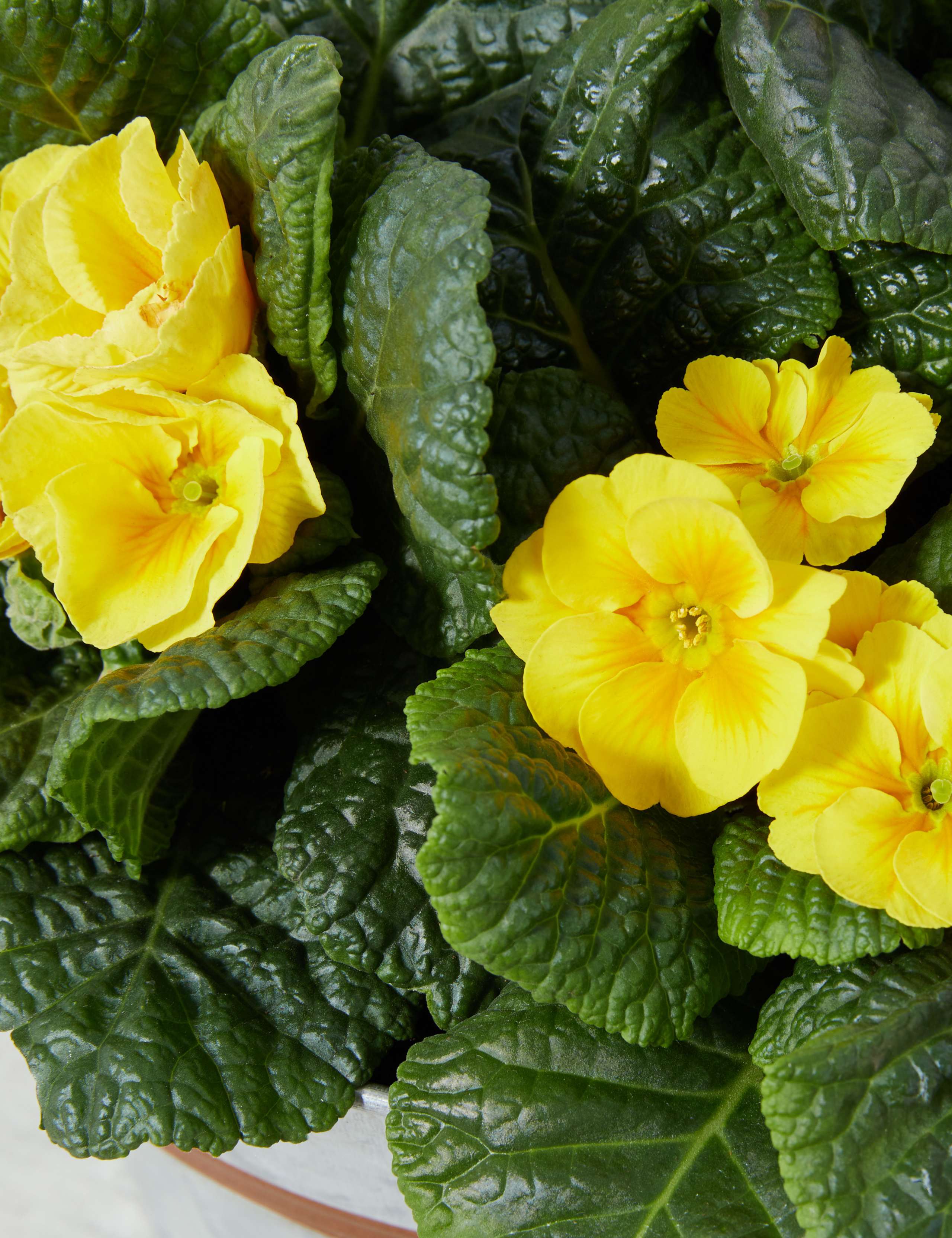Primrose Tin Planter (Delivery from 15th February 2022) 4 of 6