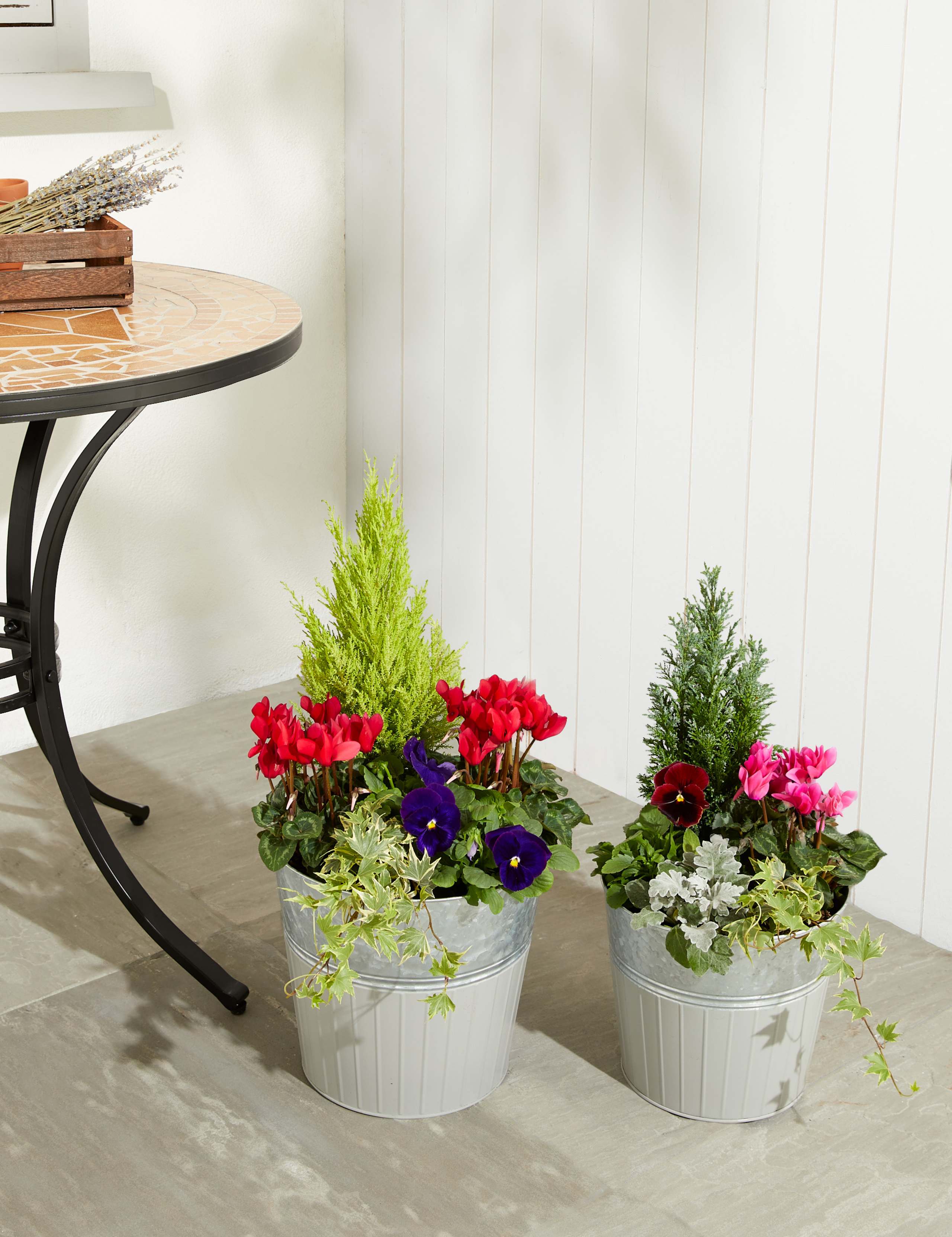 Primrose Tin Planter (Delivery from 15th February 2022) 5 of 6