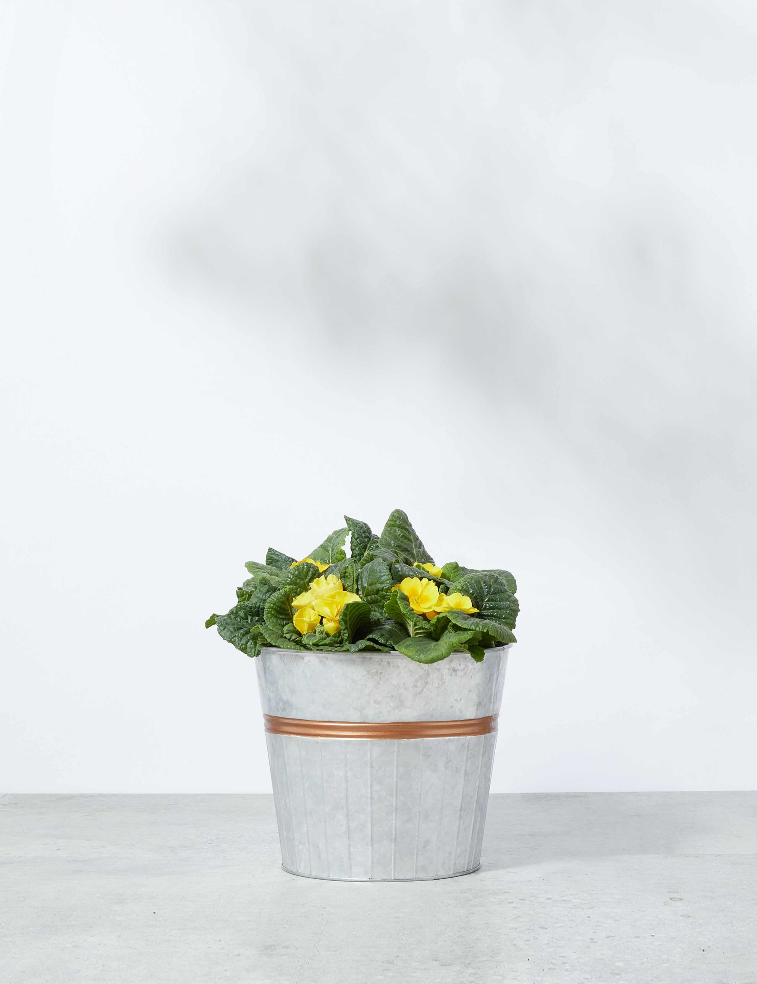 Primrose Tin Planter (Delivery from 15th February 2022) 2 of 6
