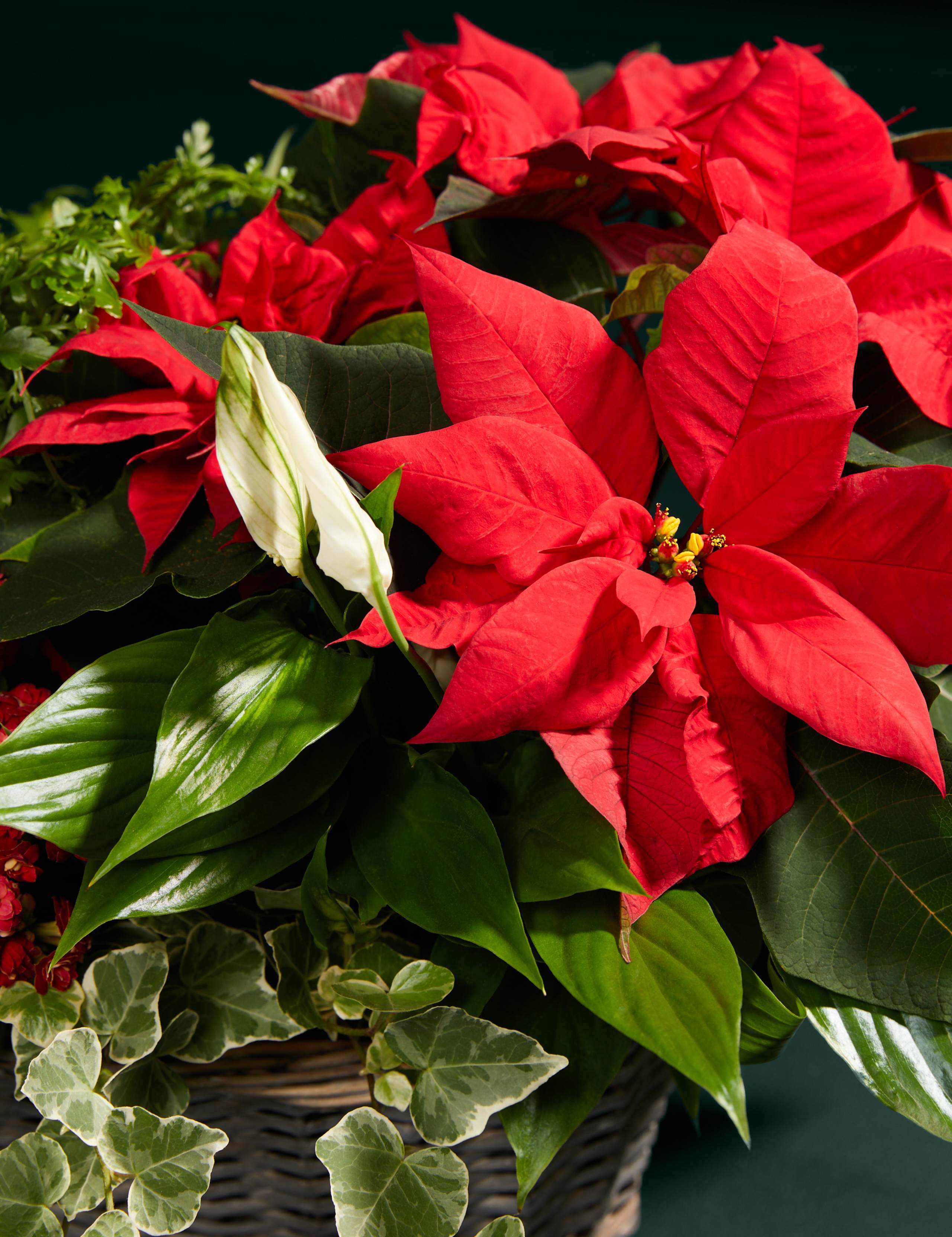 Large Festive Red Basket 2 of 3