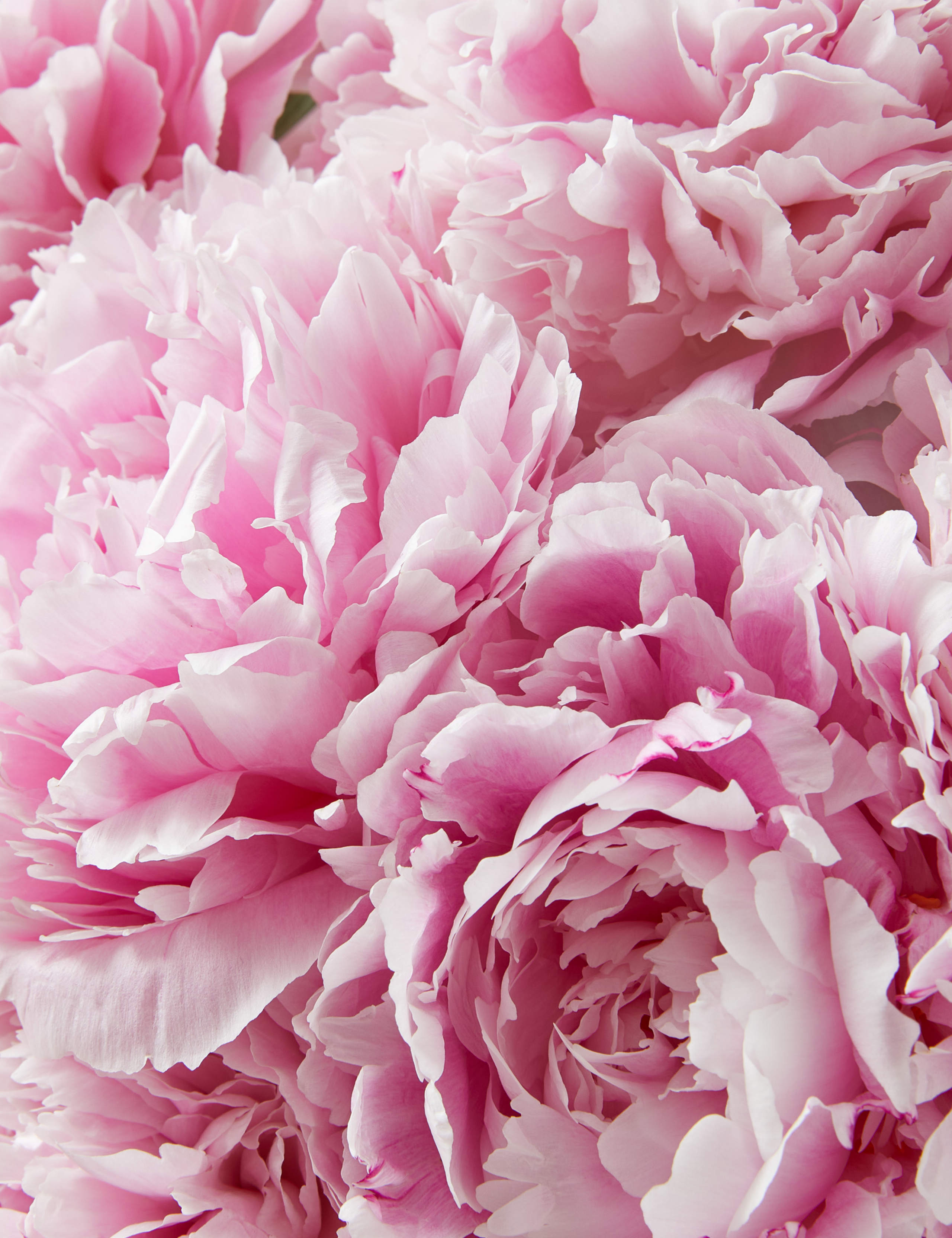 British Peony Bouquet 4 of 7