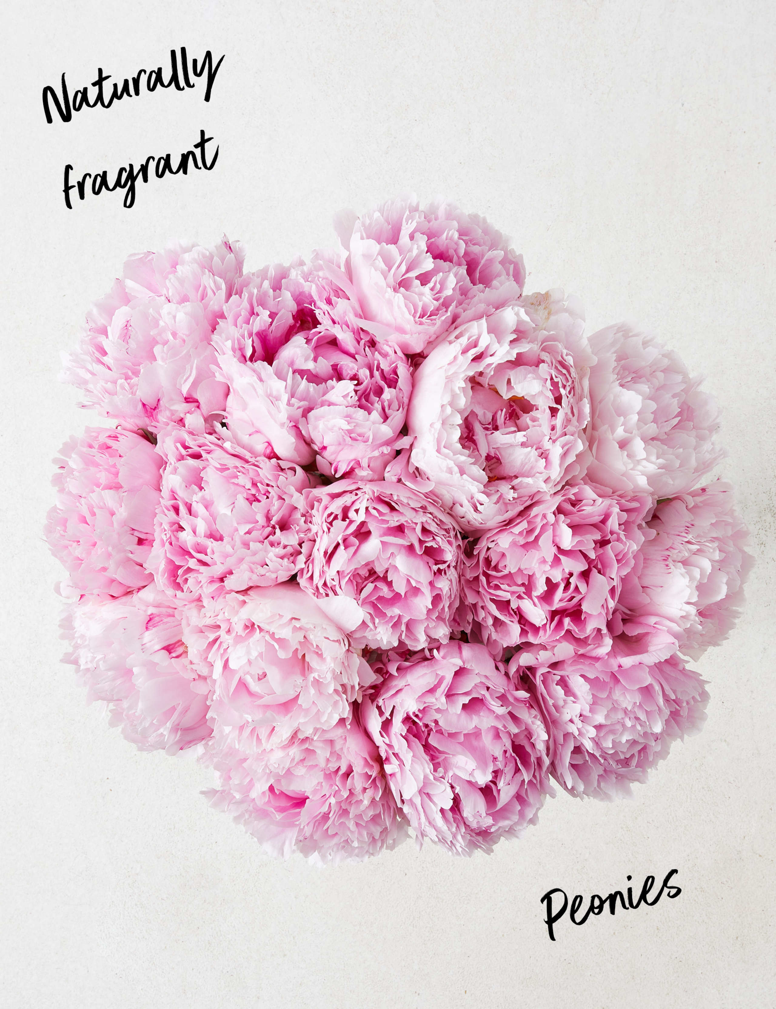 British Peony Bouquet 2 of 7