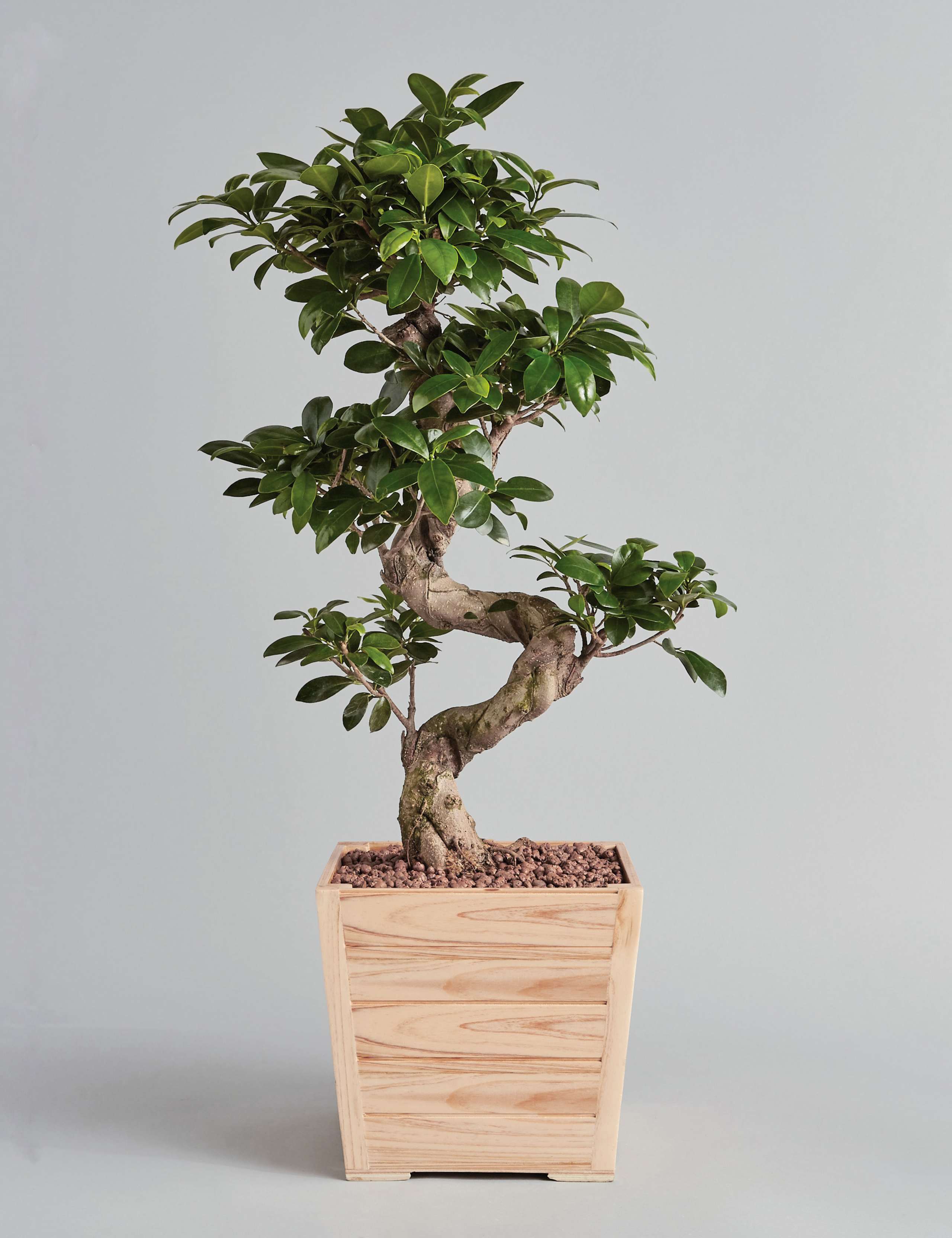 Large Ficus Ginseng 1 of 6