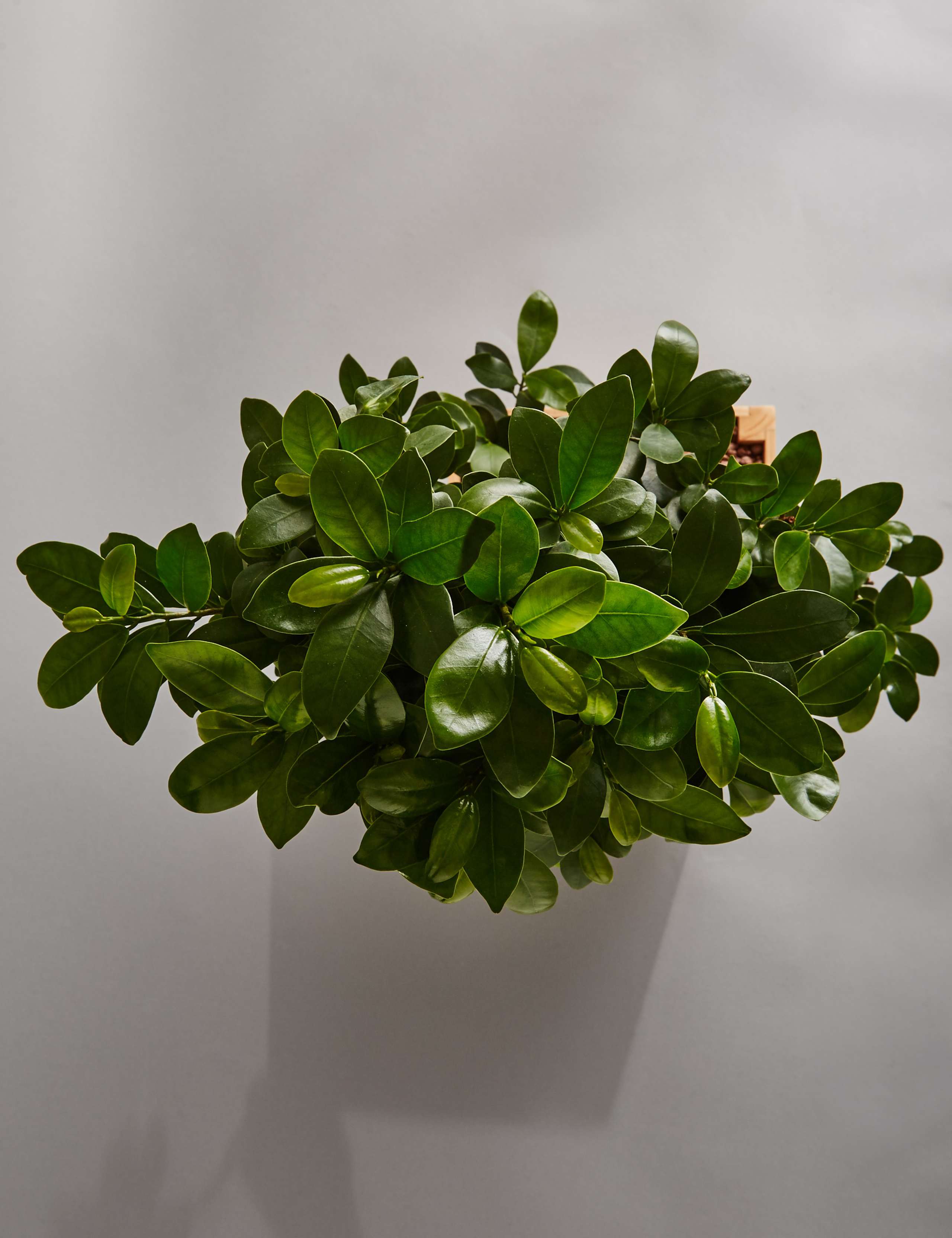 Large Ficus Ginseng 5 of 6