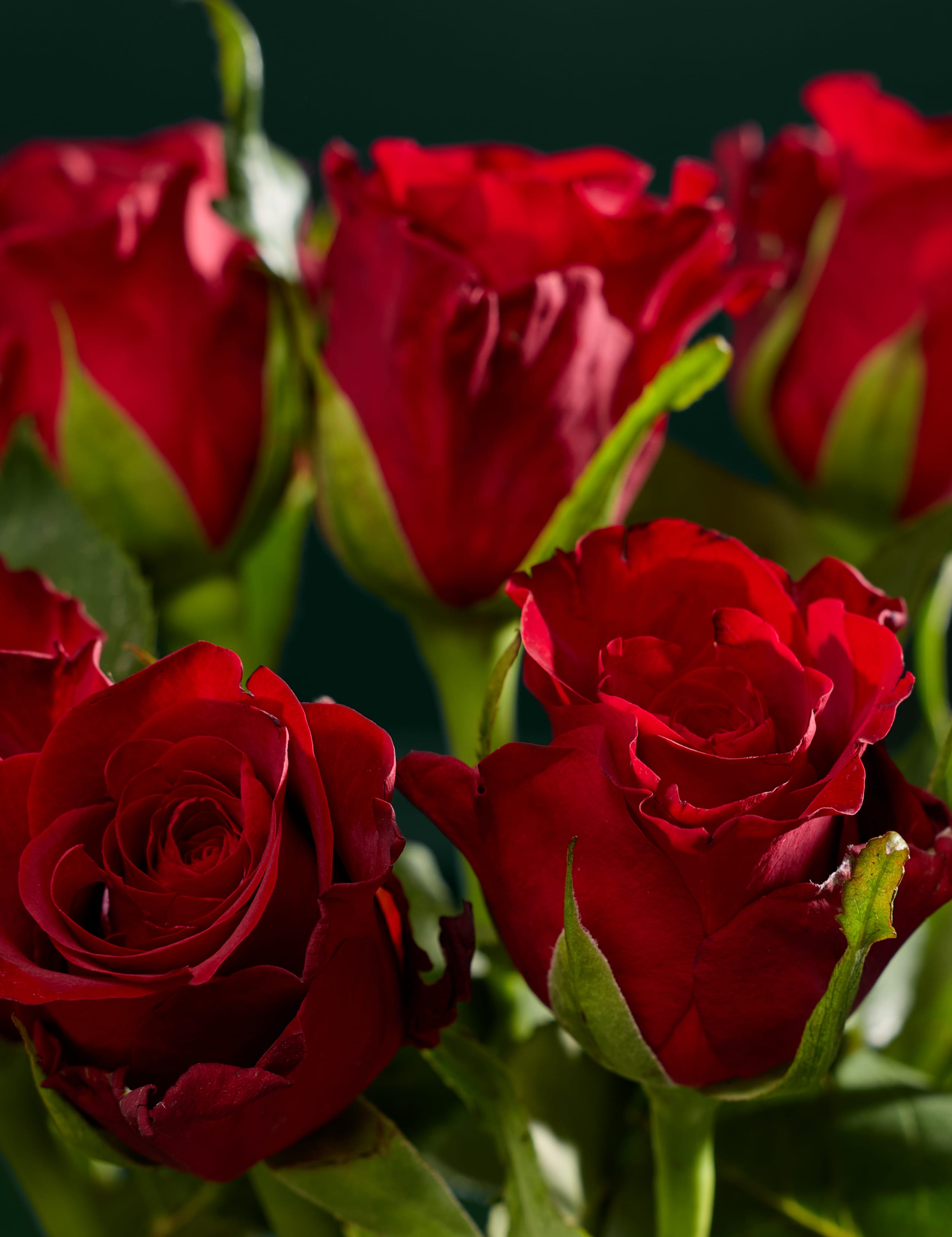 Dozen Red Rose Bouquet 3 of 6