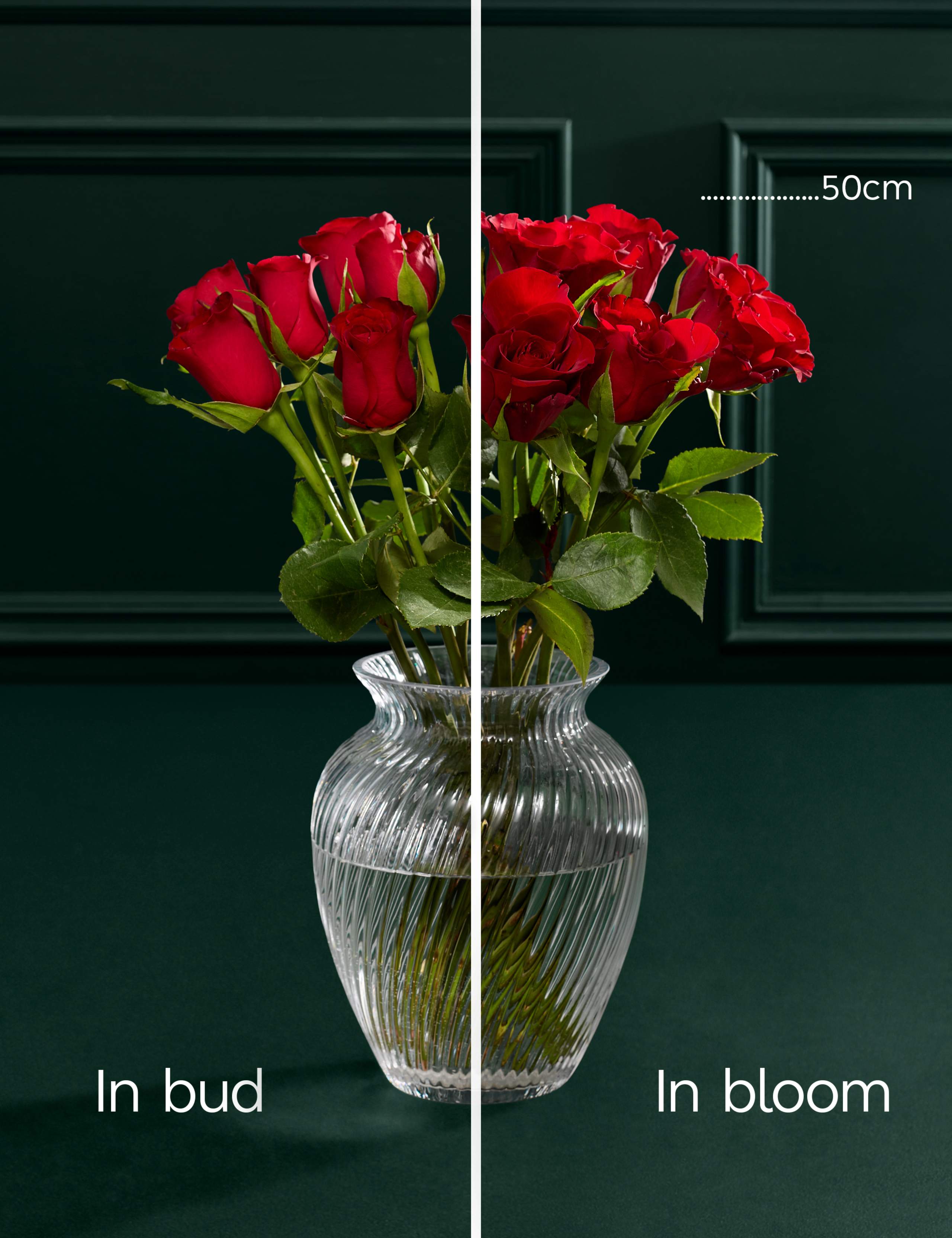 A Dozen Red Valentines Roses 4 of 6