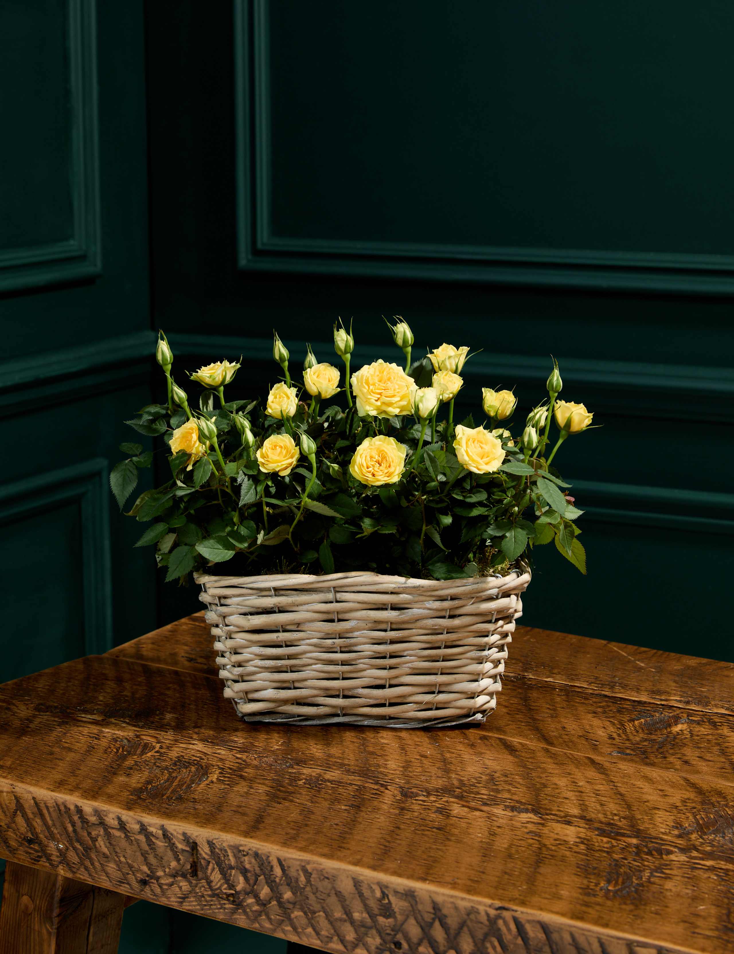 Rose Trough 1 of 3