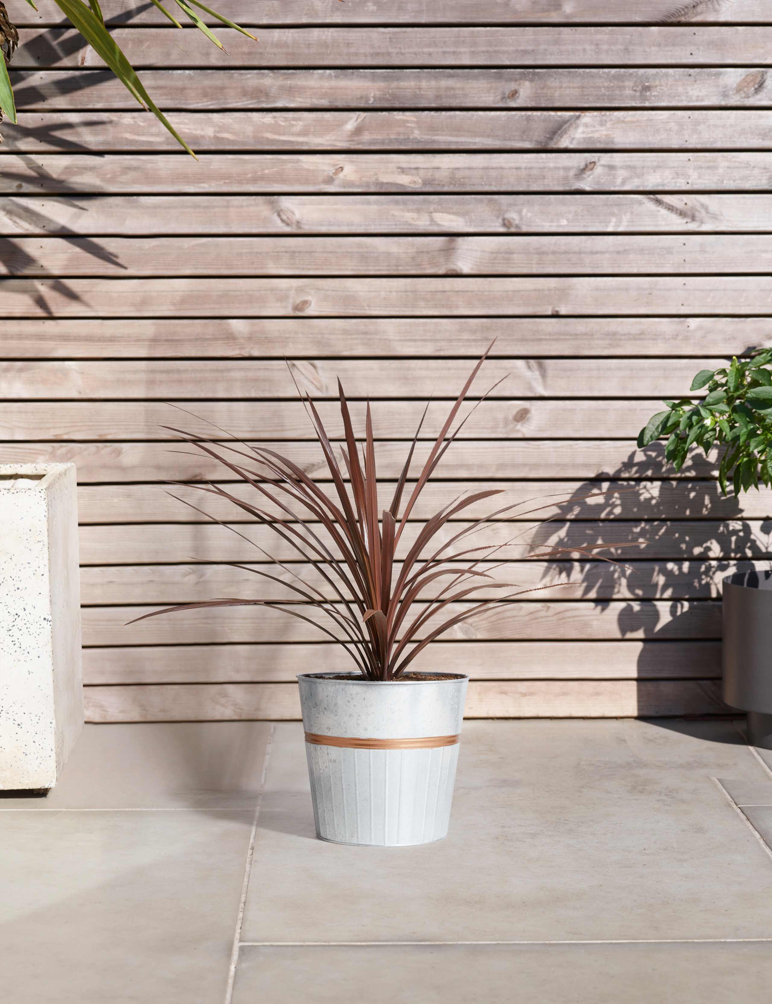 Cordyline Tin Planter (Delivery from 15th February 2022) 1 of 6